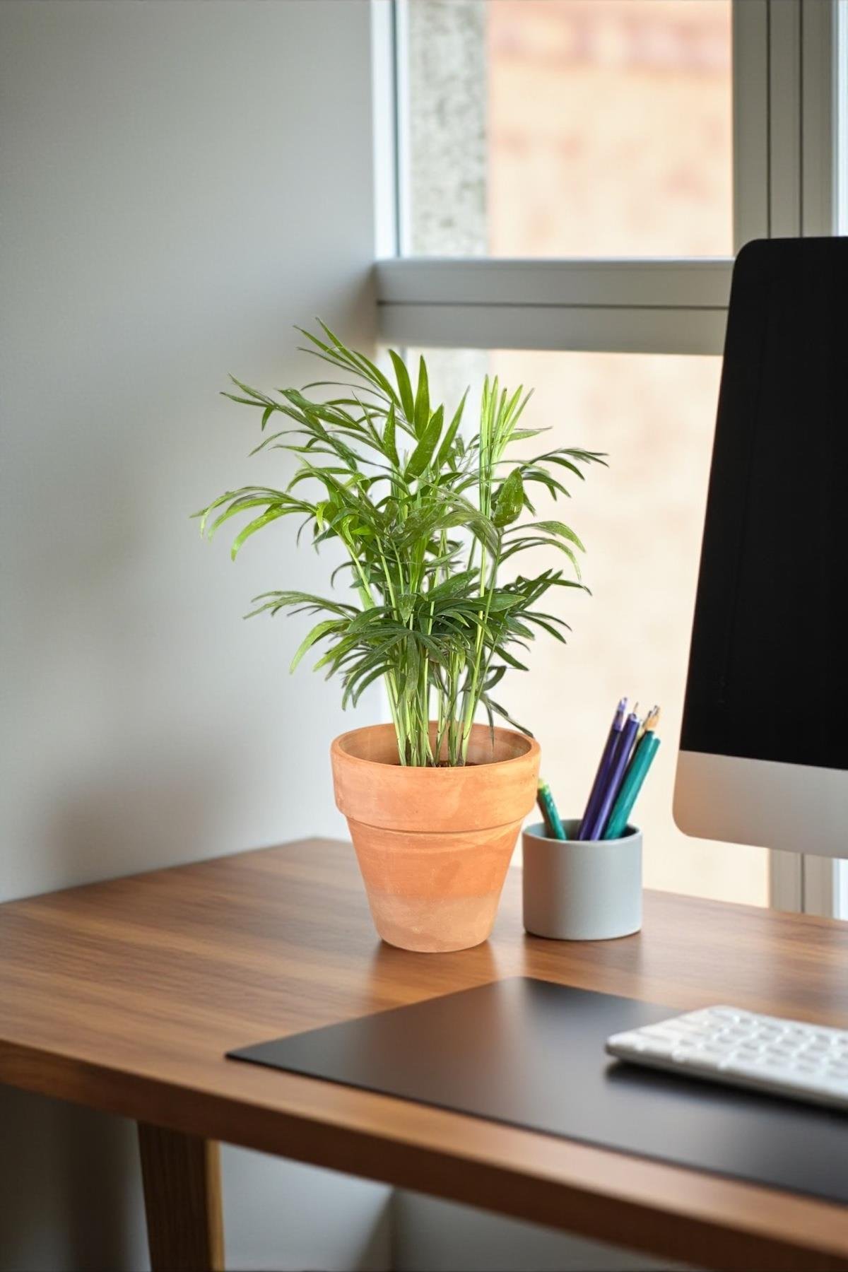 Chamaedorea Elegans Dağ Palmiyesi