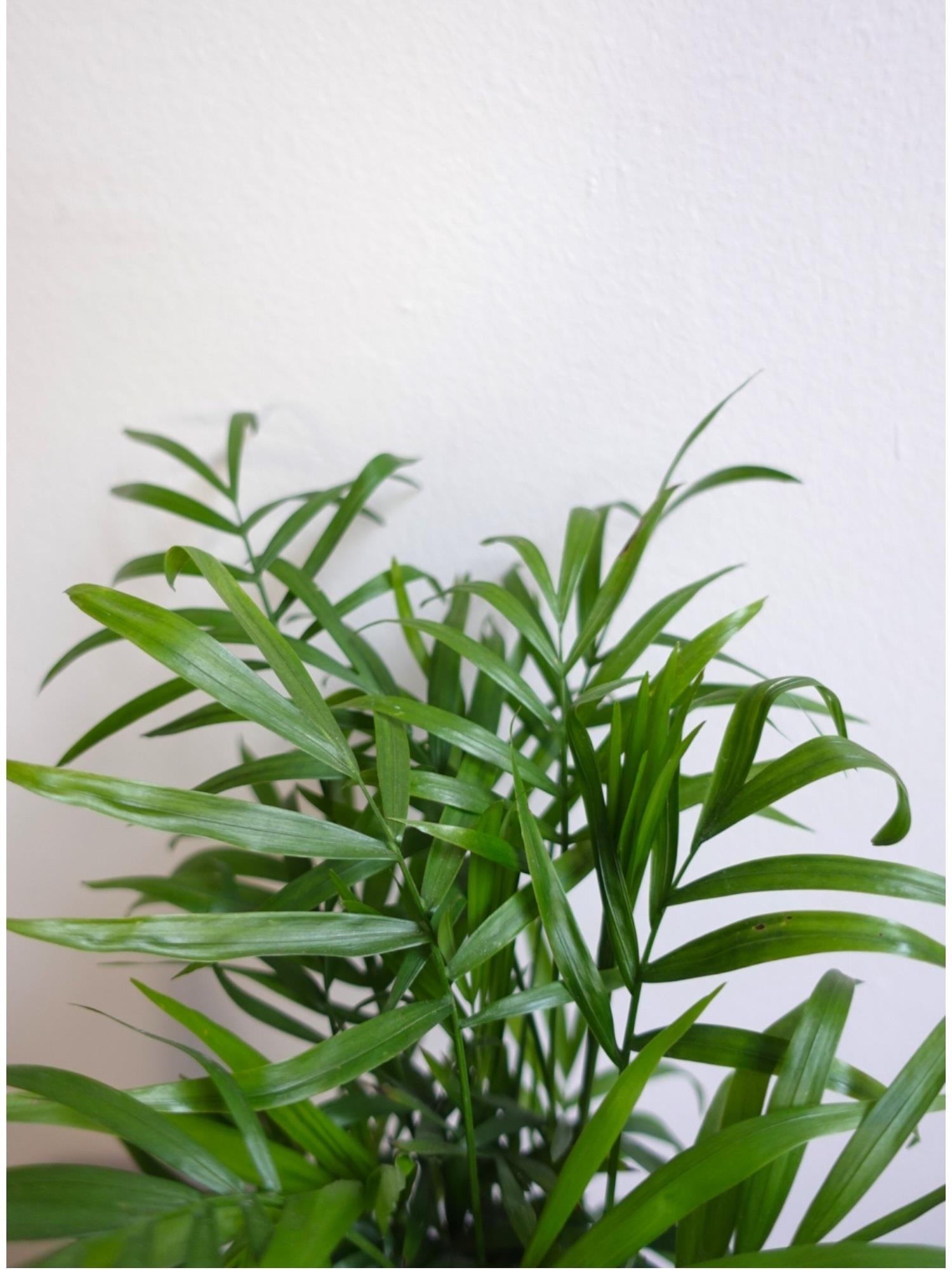 Chamaedorea Elegans Dağ Palmiyesi