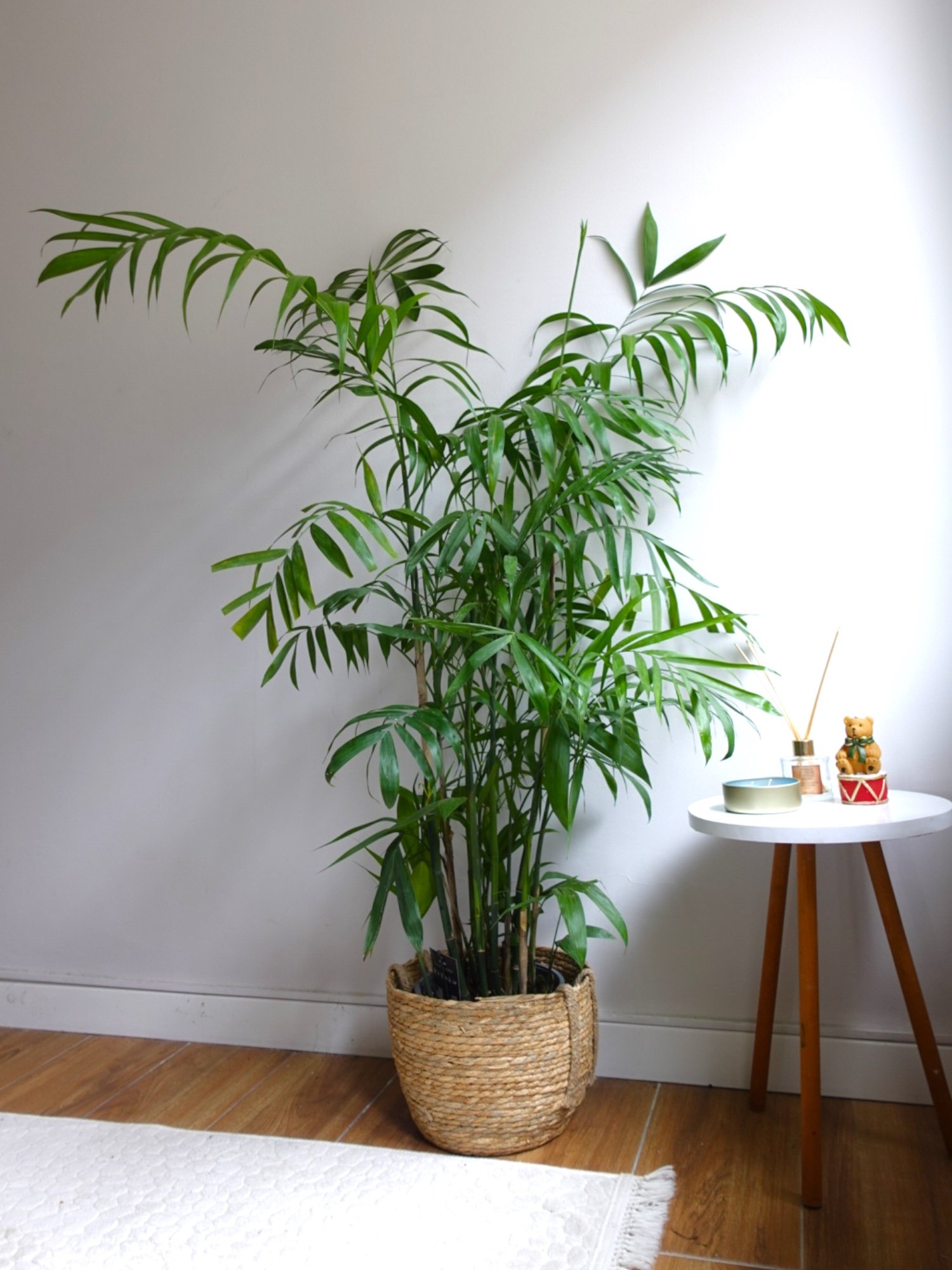 Chamaedorea Seifrizii - Bambu Palmiyesi
