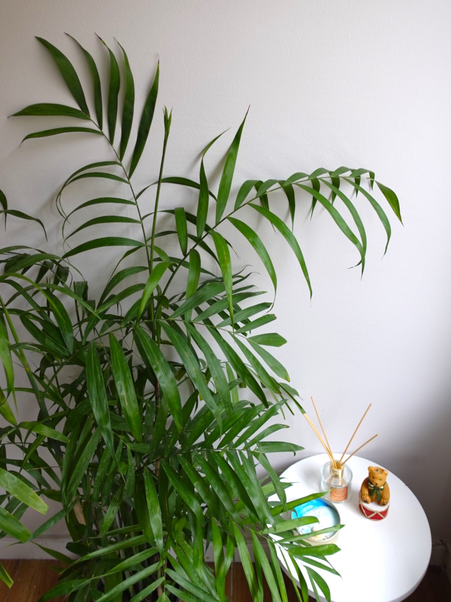 Chamaedorea Seifrizii - Bambu Palmiyesi