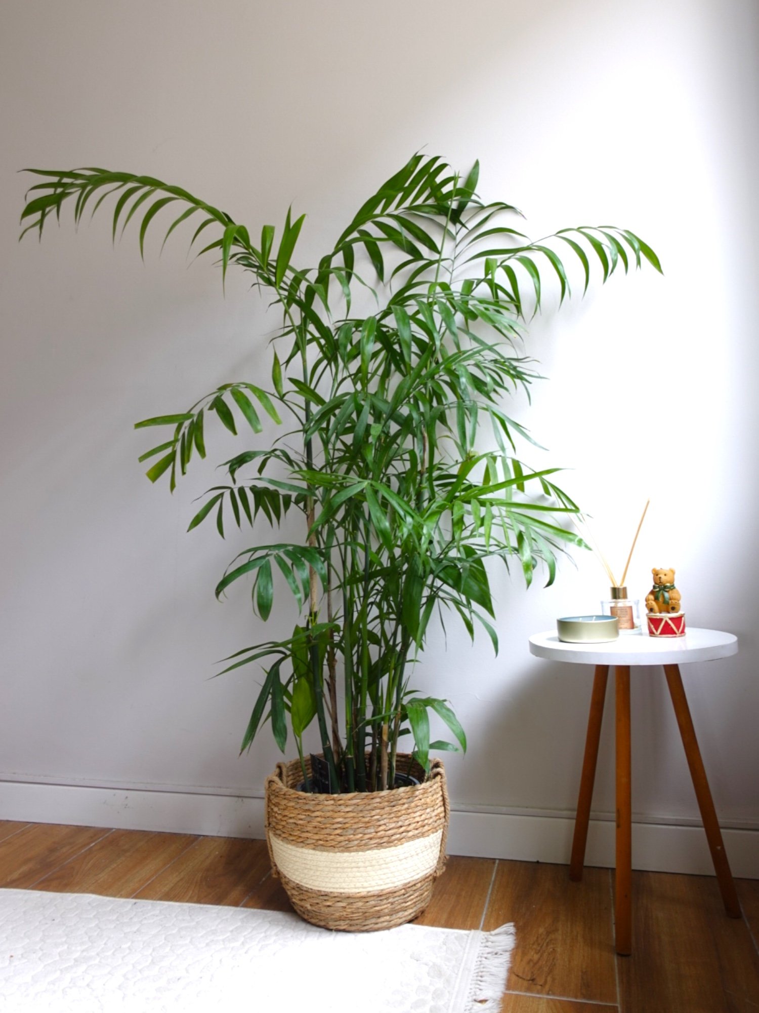 Chamaedorea Seifrizii - Bambu Palmiyesi