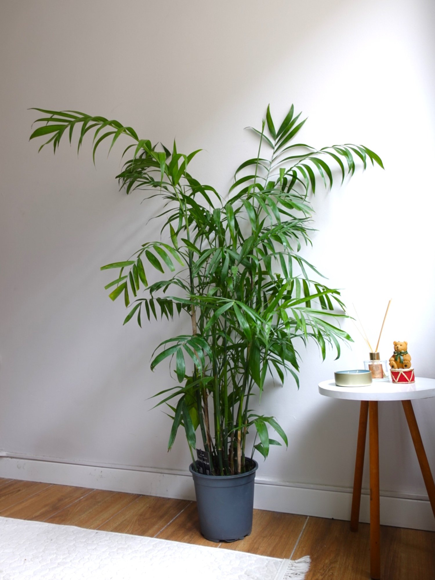 Chamaedorea Seifrizii - Bambu Palmiyesi