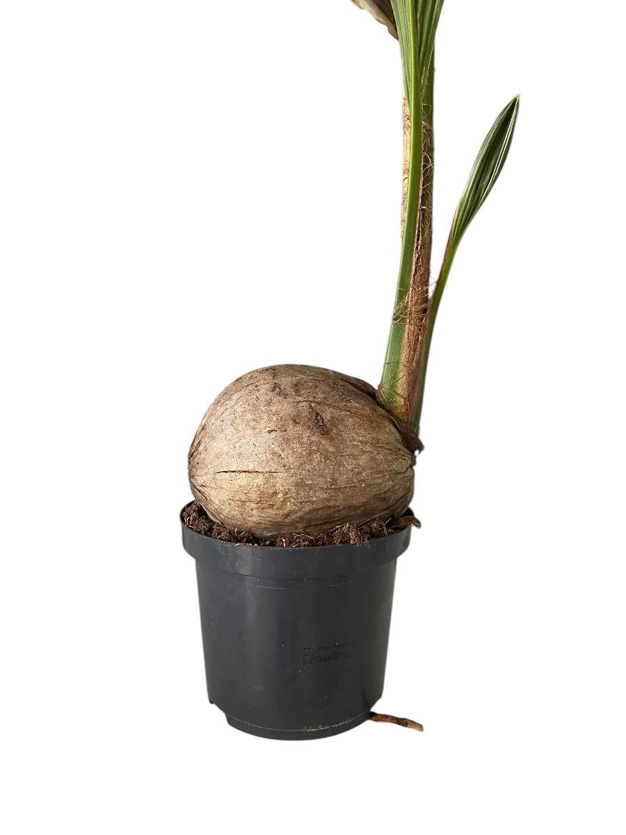 Cocos Palmiyesi 160-170  cm