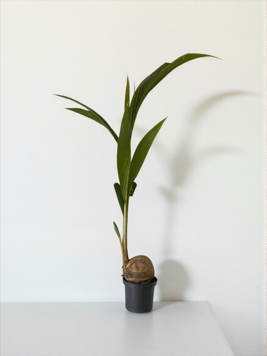 Cocos Palmiyesi 160-170  cm