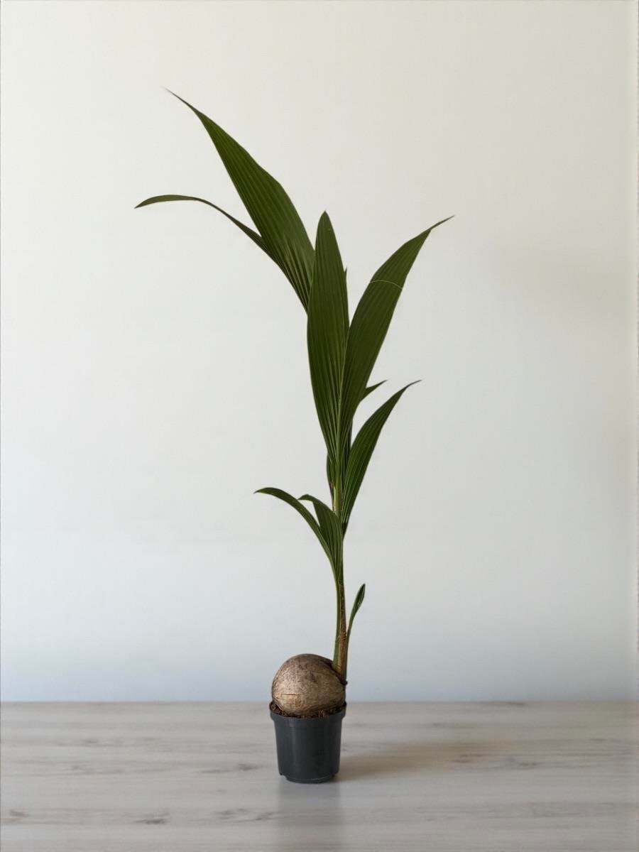 Cocos Palmiyesi 160-170  cm