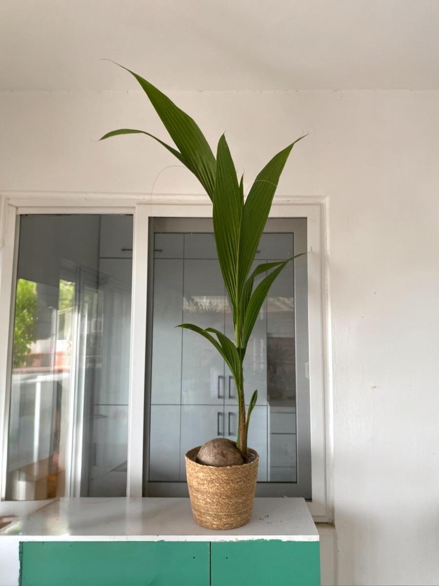 Cocos Palmiyesi 180-200 cm