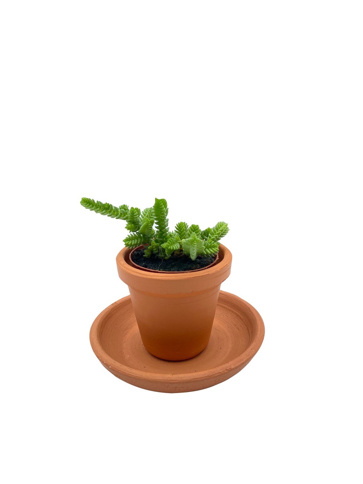 Crassula Buddha's Temple