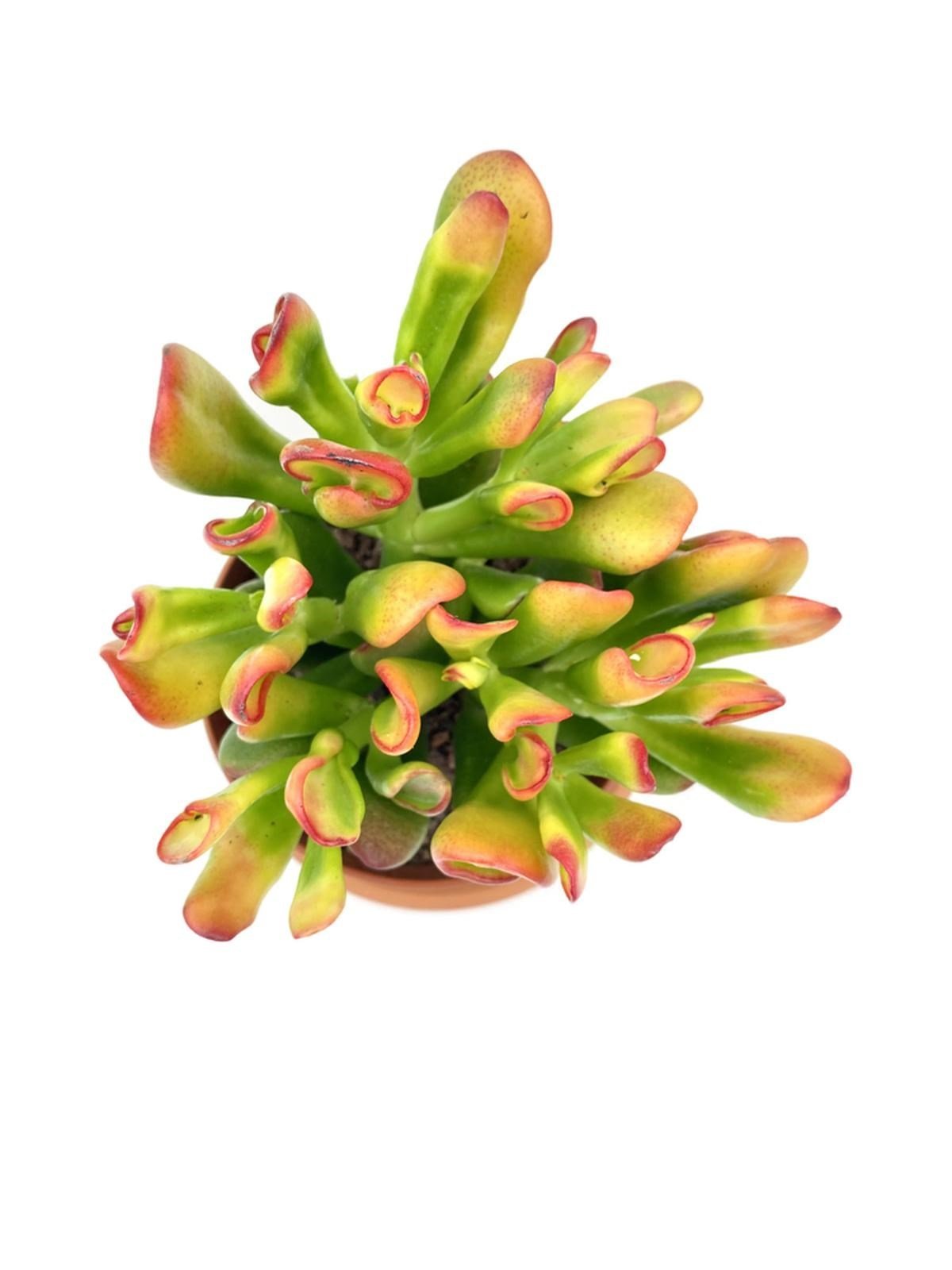 Crassula Ovata Hobbit