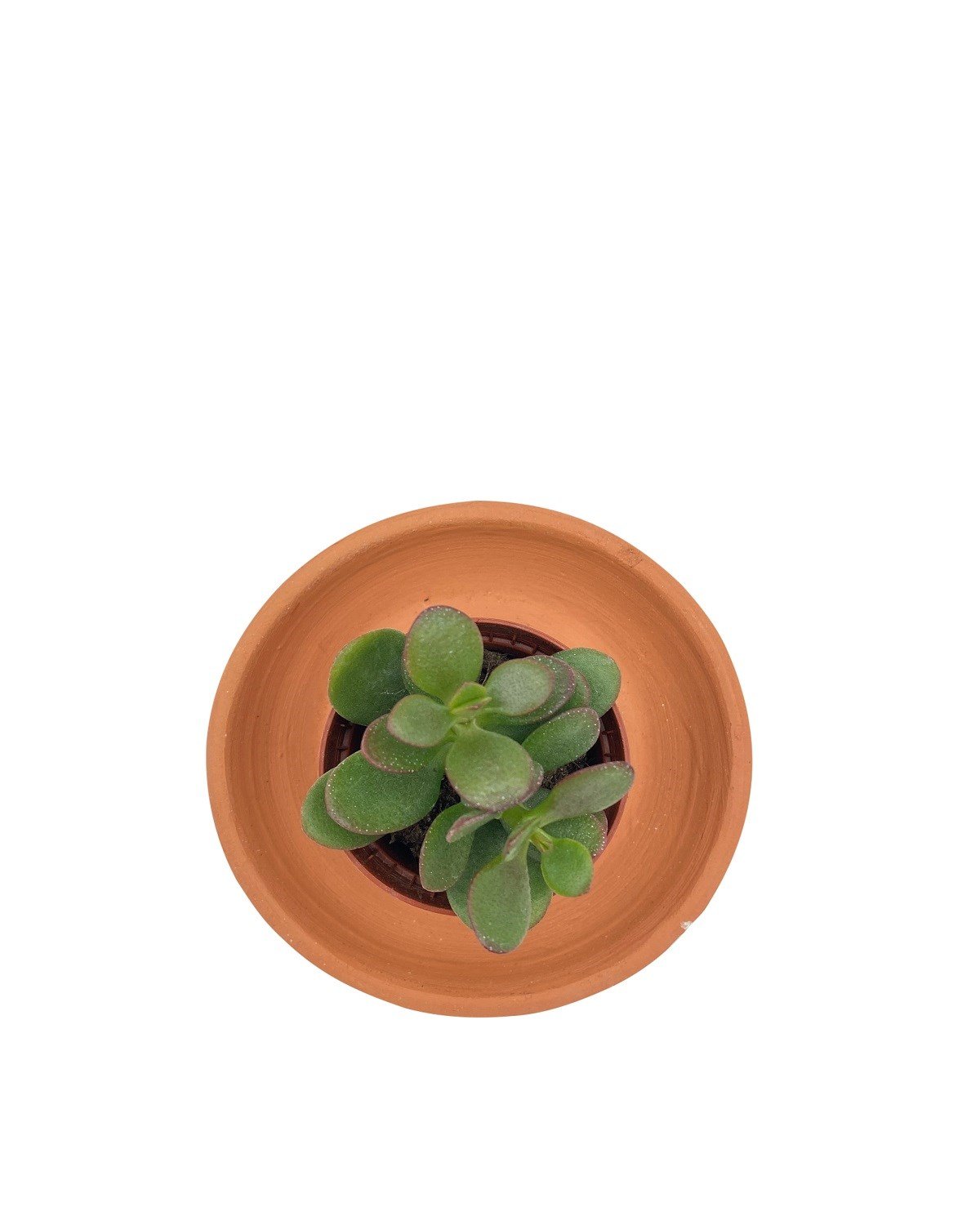 Crassula Ovata (Para Ağacı) 5.5