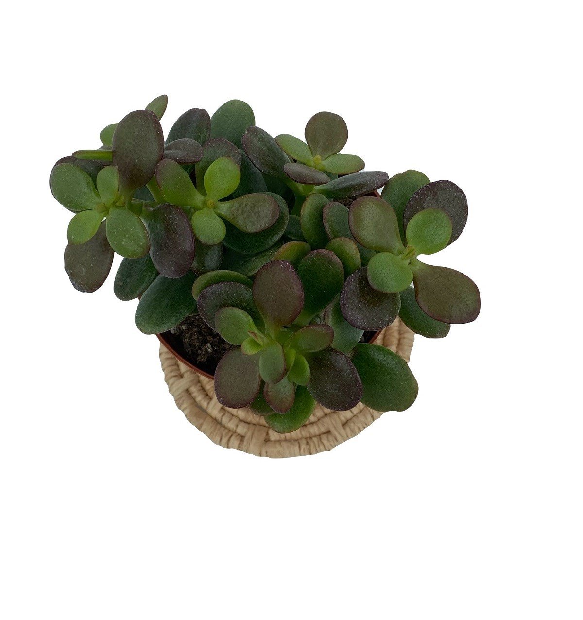 Crassula Ovata (Para Ağacı) 8.5 Cm Saksıda