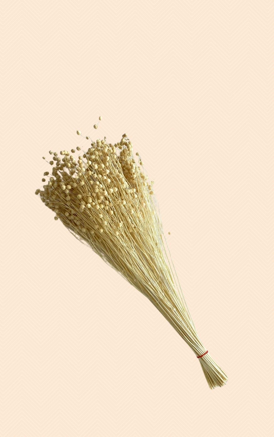 Dekoratif Şoklanmış Keten Tohumu (Luna) Kuru Çiçek