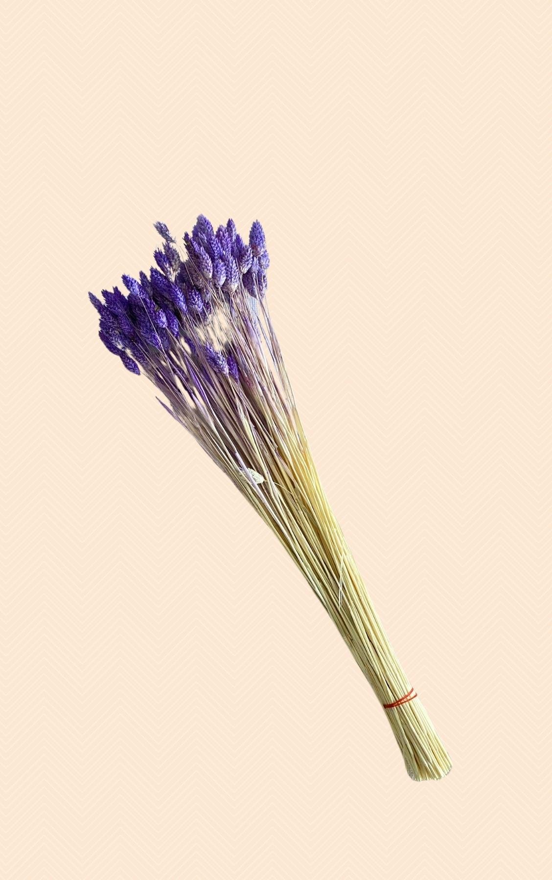 Dekoratif Şoklanmış Mor Karabaş Otu Kuru Çiçek