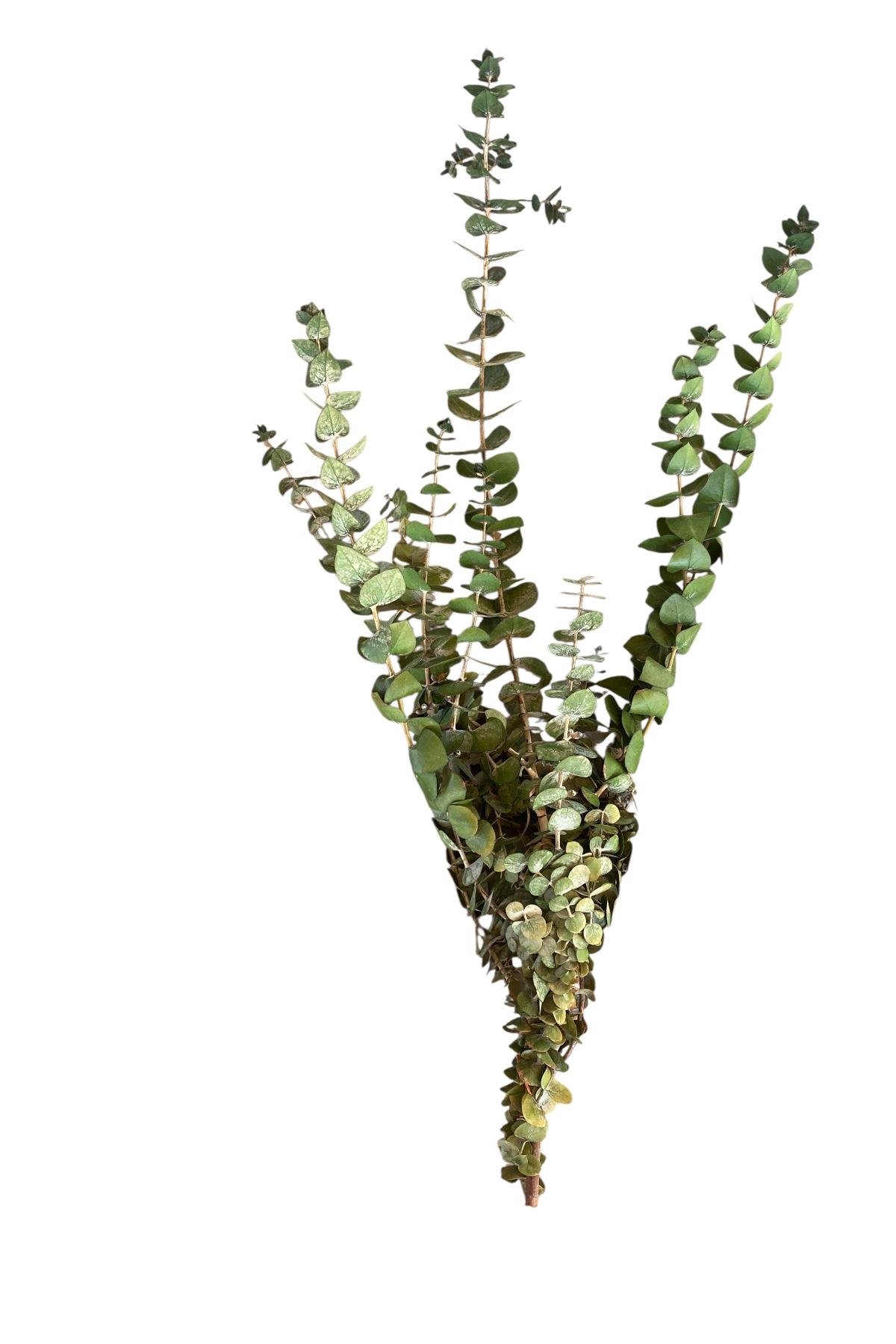 Dekoratif Şoklanmış Okaliptus Çiçek