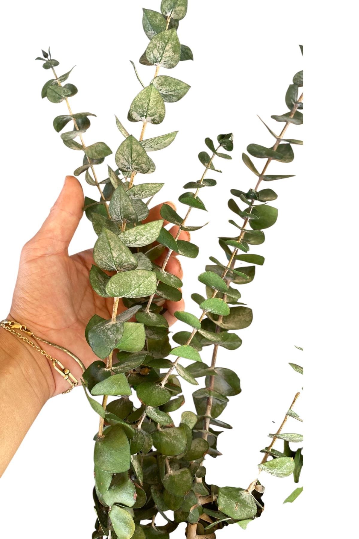 Dekoratif Şoklanmış Okaliptus Çiçek