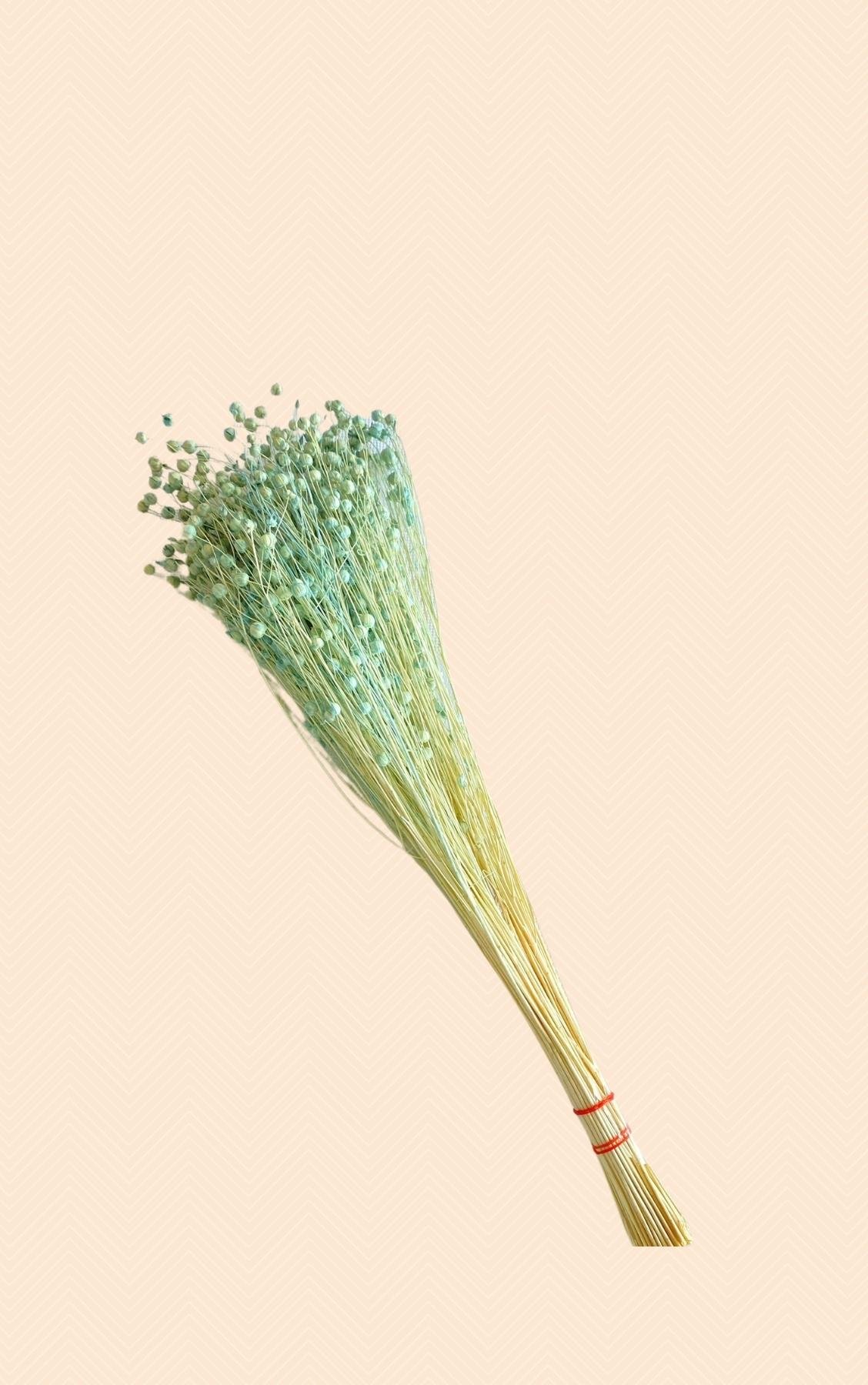 Dekoratif Şoklanmış Yeşil Keten Tohumu (Luna) Kuru Çiçek