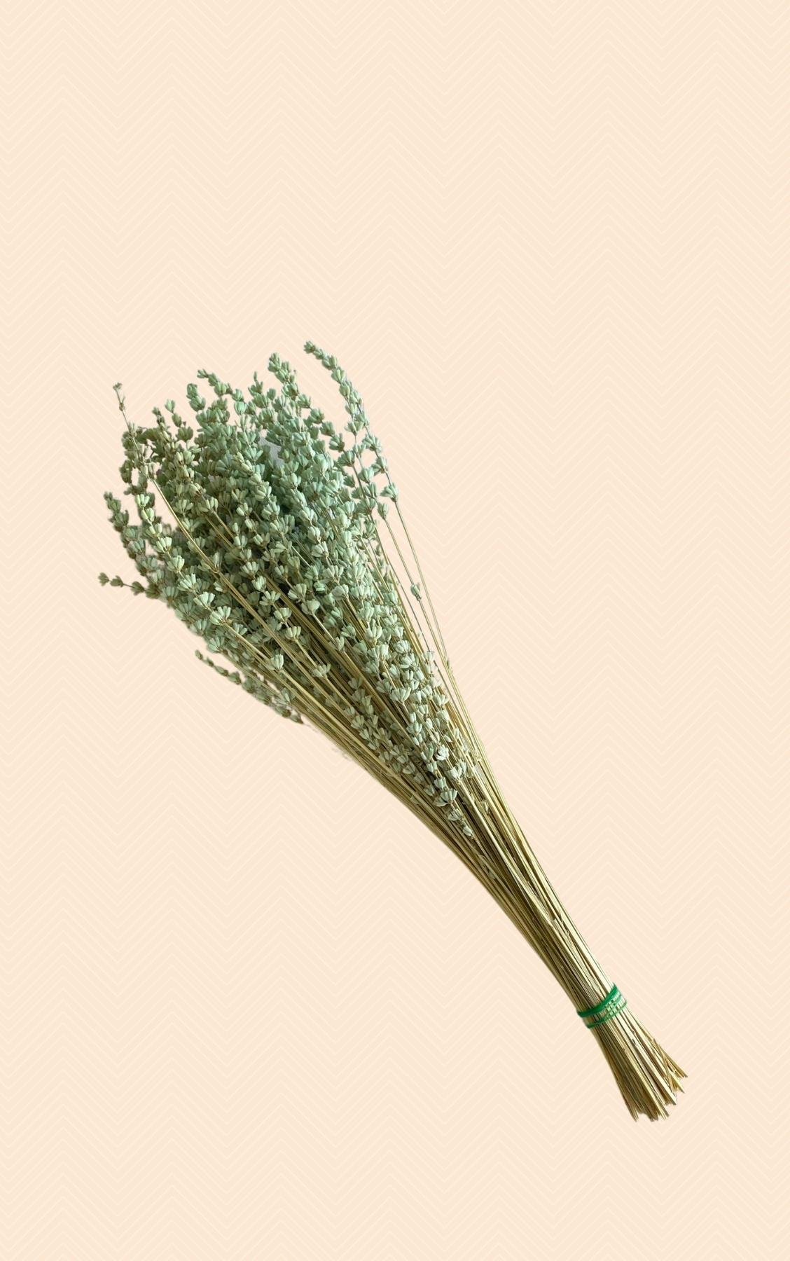 Dekoratif Şoklanmış Yeşil Lavanta Kuru Çiçek