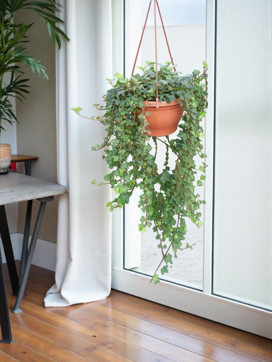 Dev Form Askılı İngiliz Orman Sarmaşığı – Hedera Helix (Yeşil Şelale)