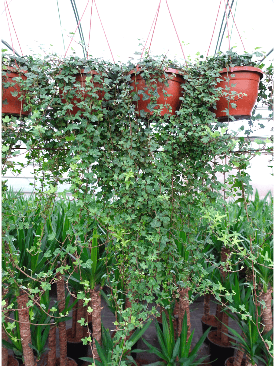 Dev Form Askılı İngiliz Orman Sarmaşığı – Hedera Helix (Yeşil Şelale)