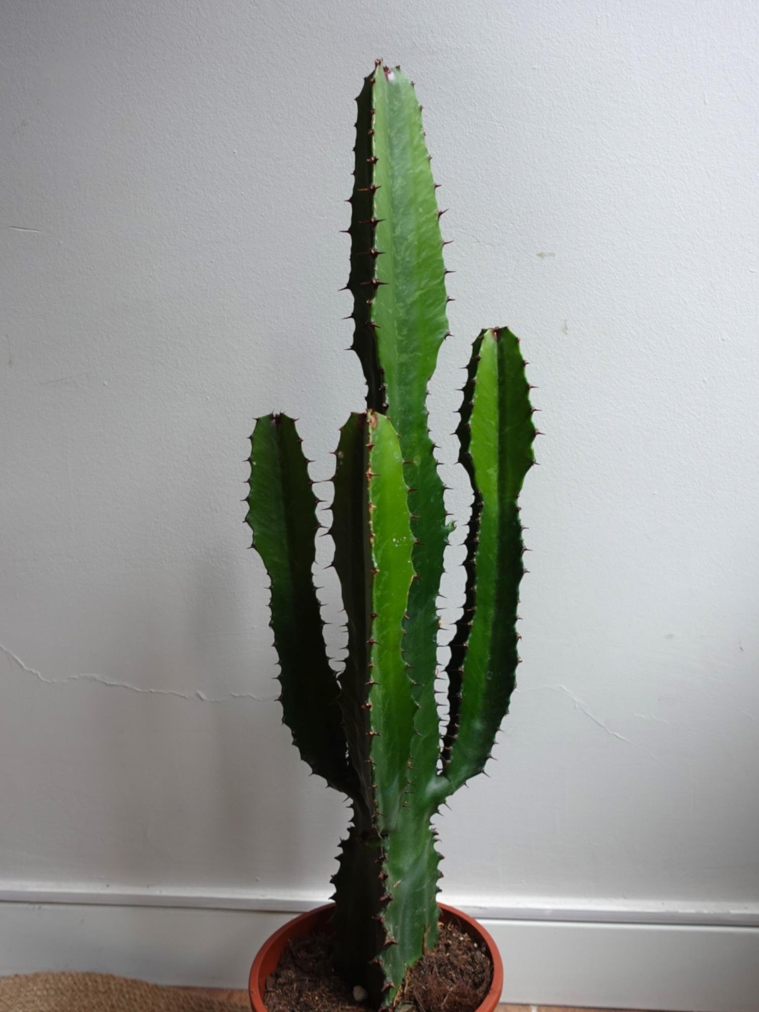 Dev Kovboy Kaktüsü 80 - 100 cm – Euphorbia Acrurensis 