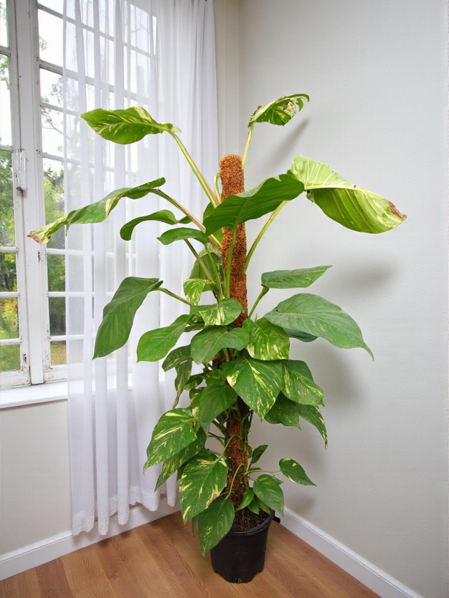 Dev Patos Sarmaşığı Sopalı Yosun Gövdeli 160 - 180 Cm Pothos Epipremnum Aureum 