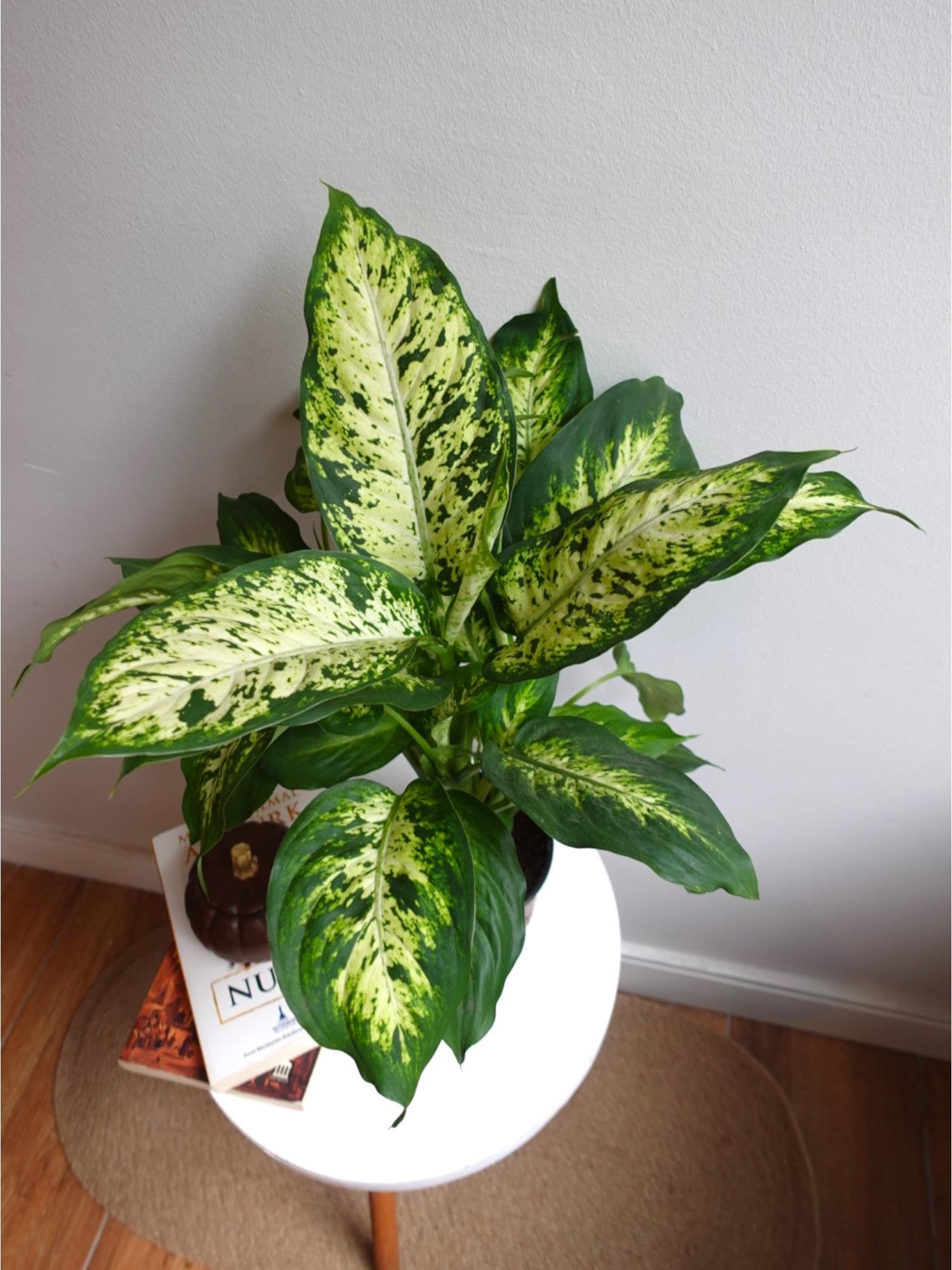 Difenbahya Camilla Bitkisi 40-50 cm