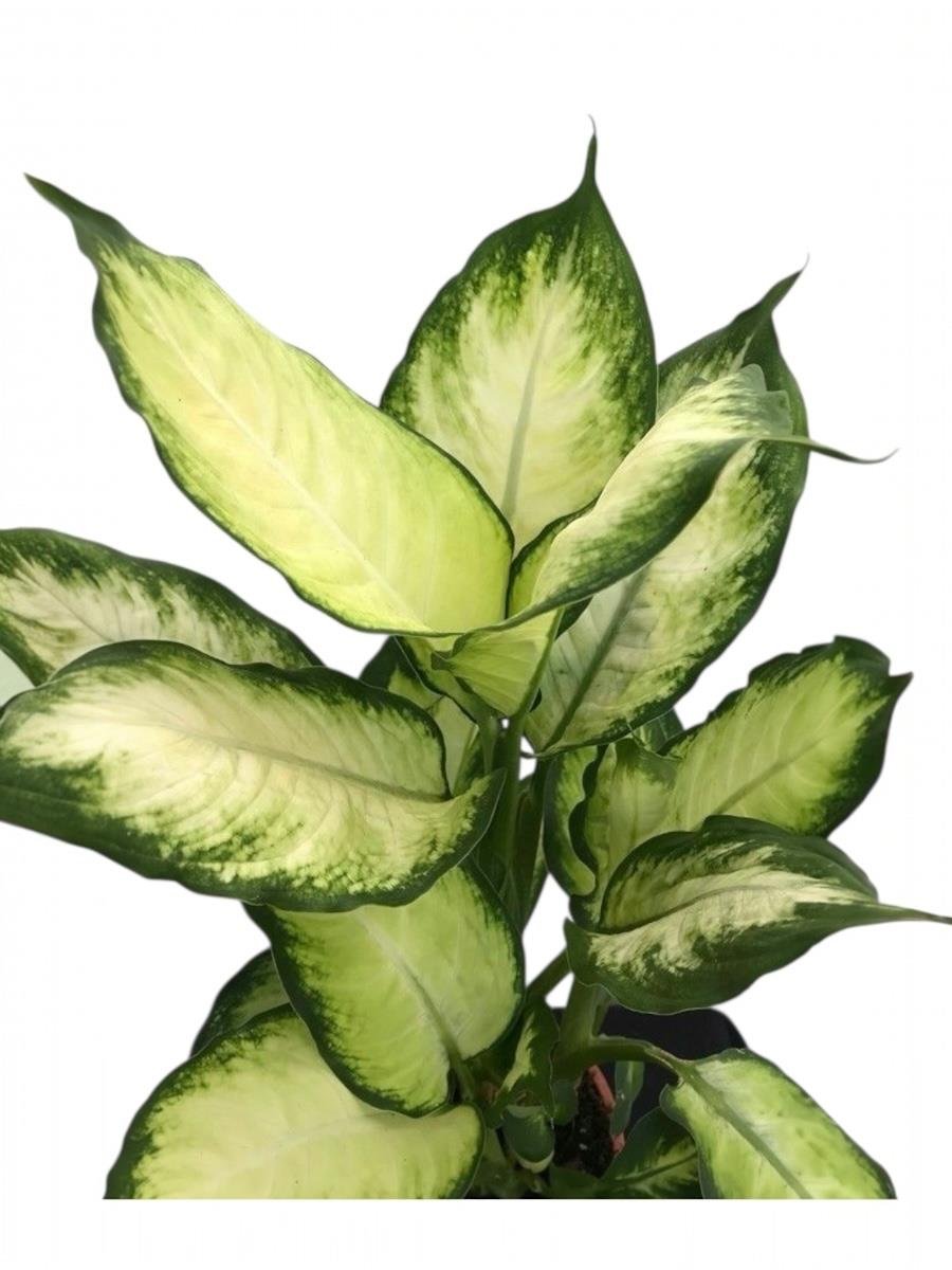 Difenbahya Camilla Bitkisi 40-50 cm