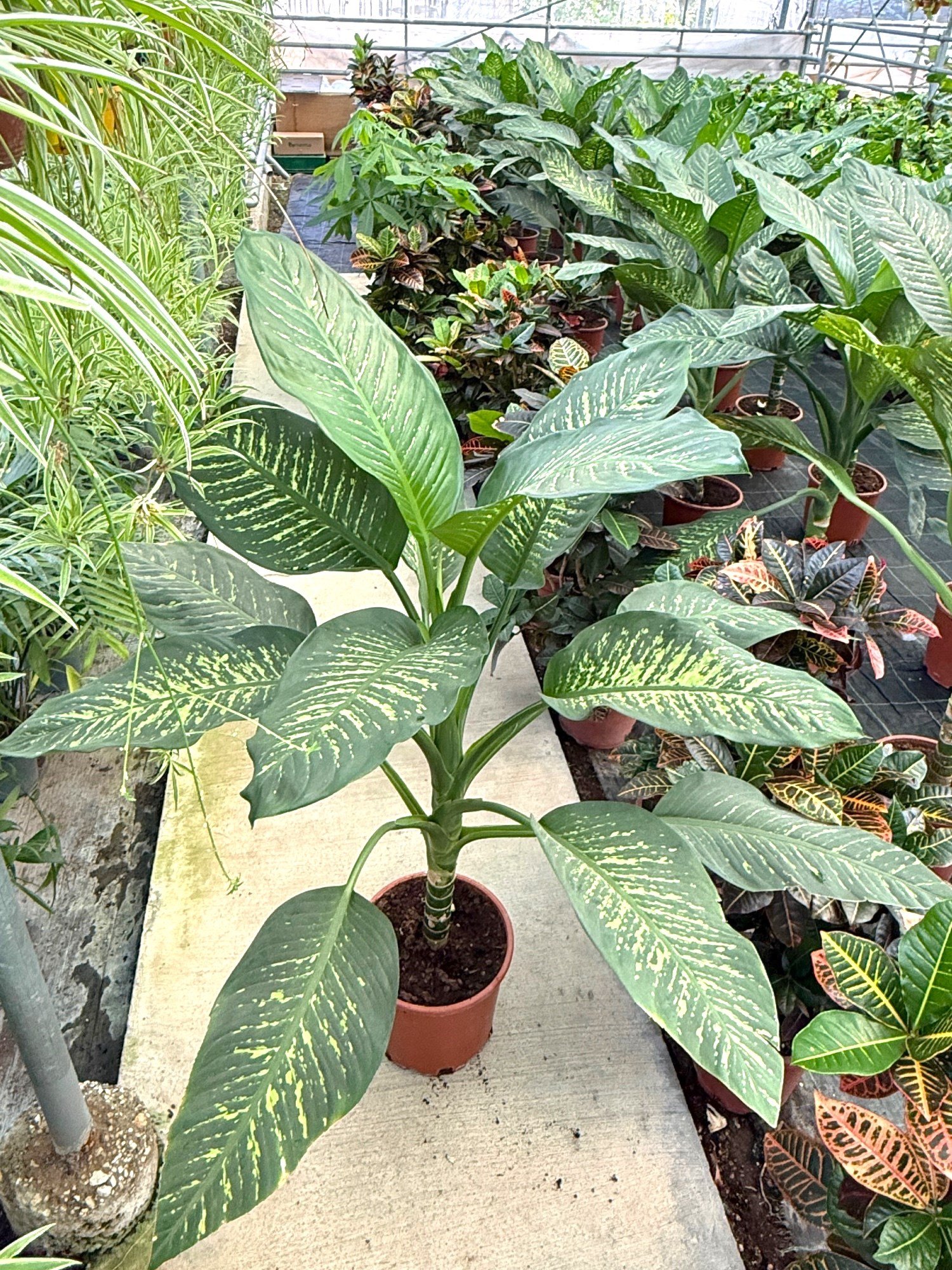 Difenbahya Tropic Snow XXL (140-160 cm) – Yaşam Alanınızın Dev Tropik Süsü 🌿