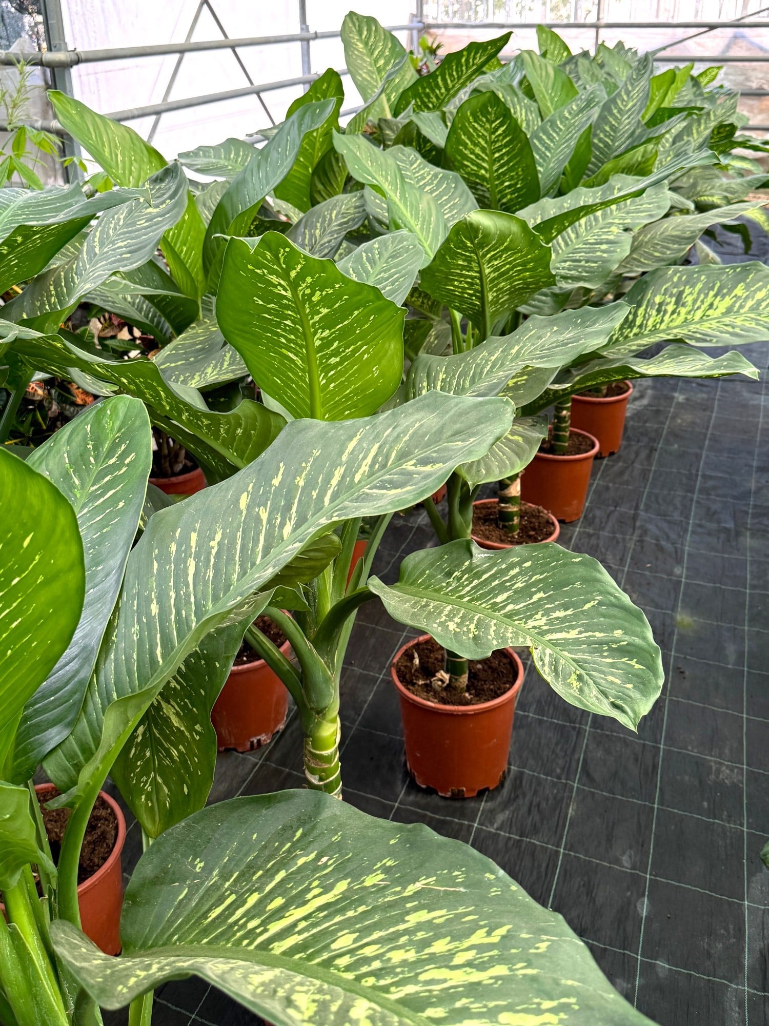Difenbahya Tropic Snow XXL (140-160 cm) – Yaşam Alanınızın Dev Tropik Süsü 🌿