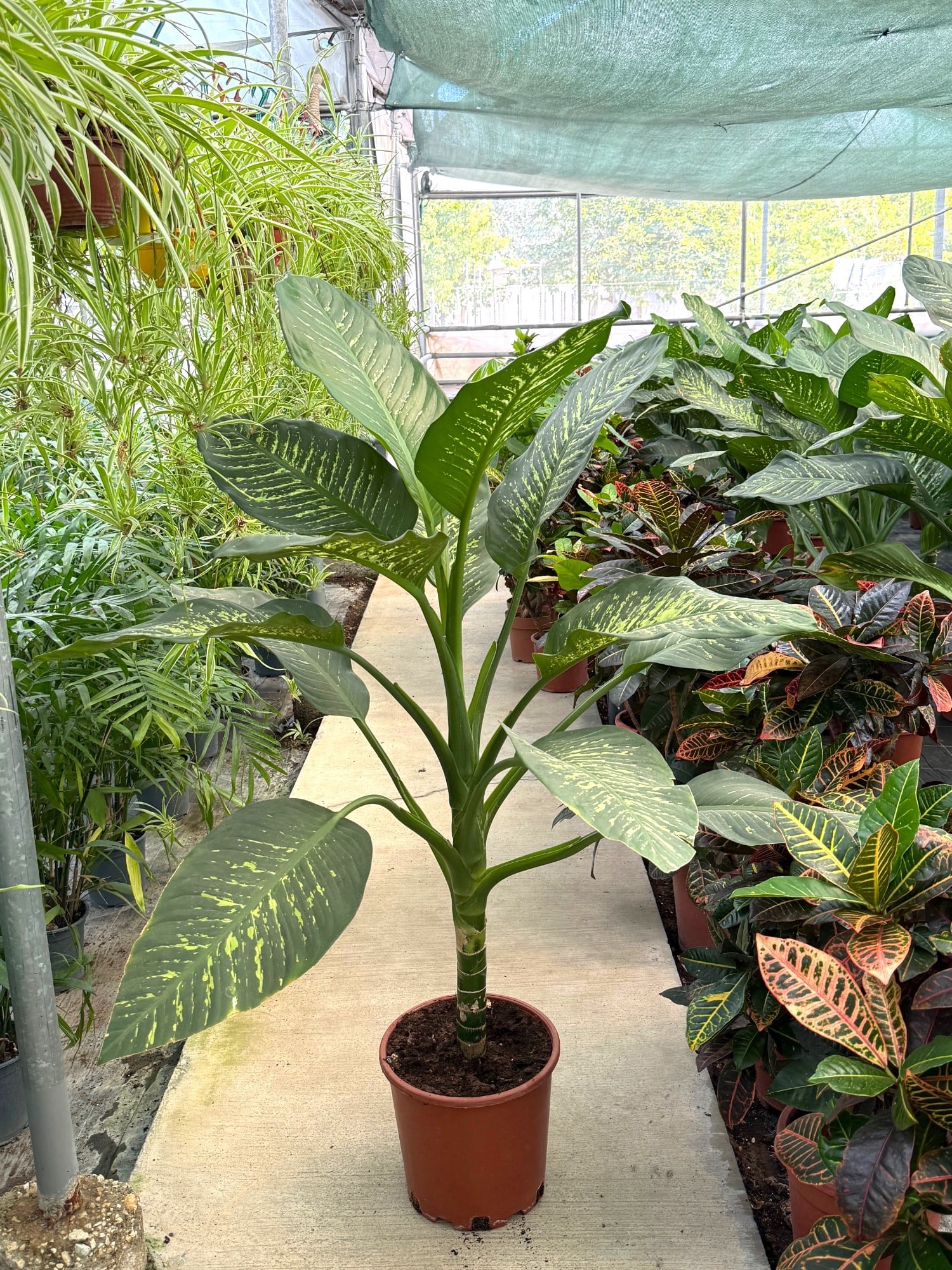 Difenbahya Tropic Snow XXL (140-160 cm) – Yaşam Alanınızın Dev Tropik Süsü 🌿