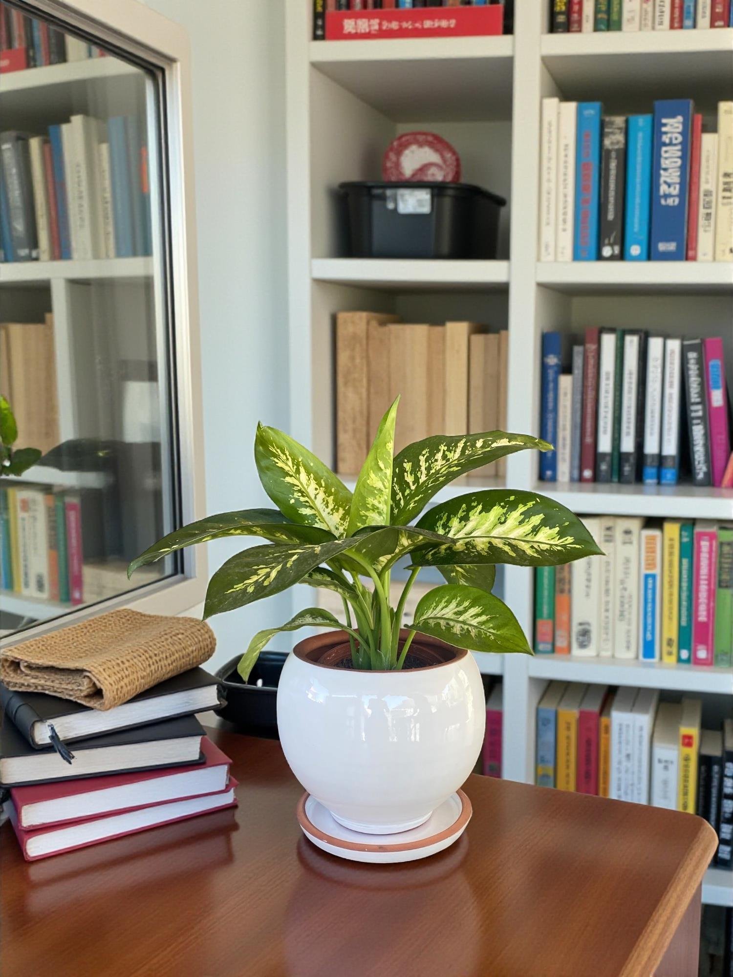 Difenbahya Tropik Snow Dieffenbacia Bitkisi 40-50 Cm