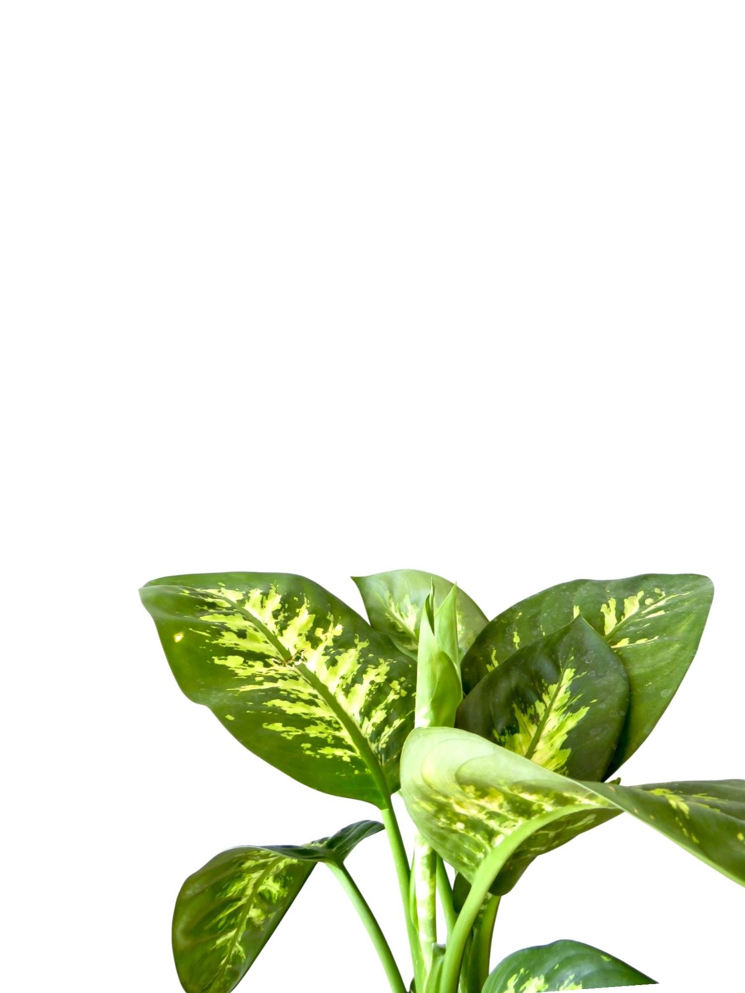 Difenbahya Tropik Snow Dieffenbacia Bitkisi 40-50 Cm