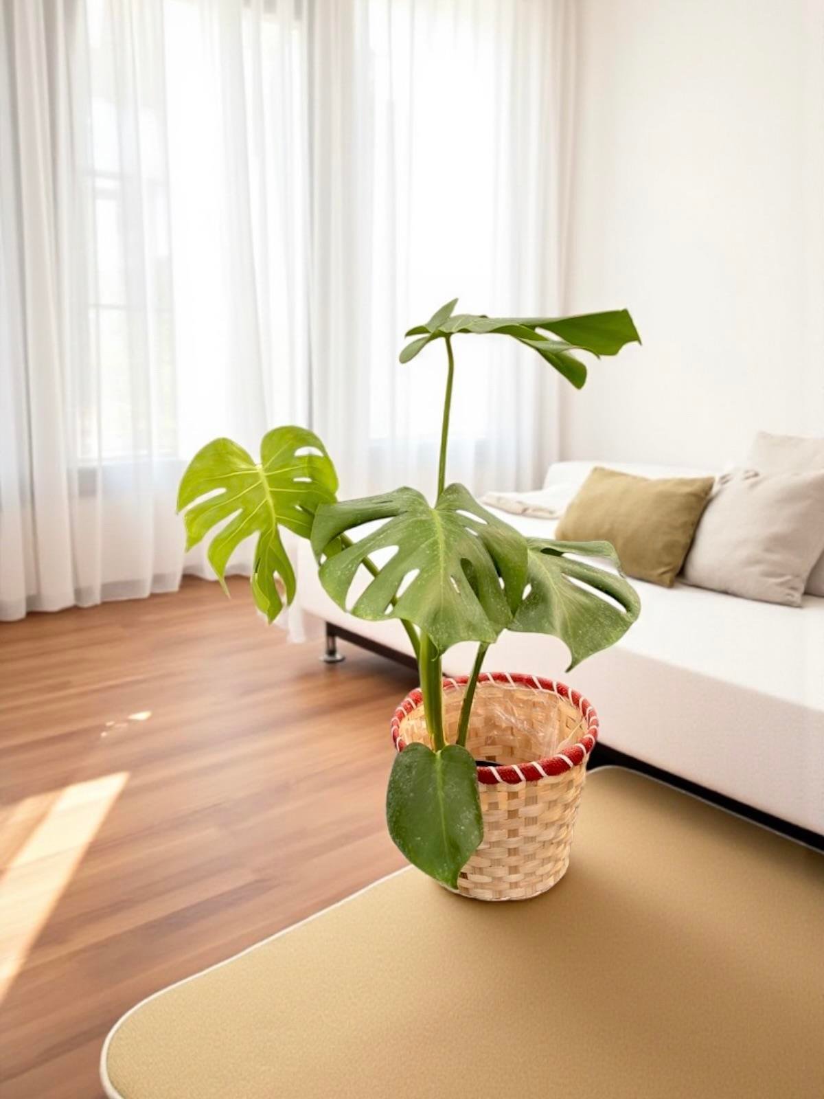 Doğal Köşe Üçlüsü (Monstera -3 Gövdeli Yucca 140 CM - 2 Gövdeli Lyrata 120 CM)