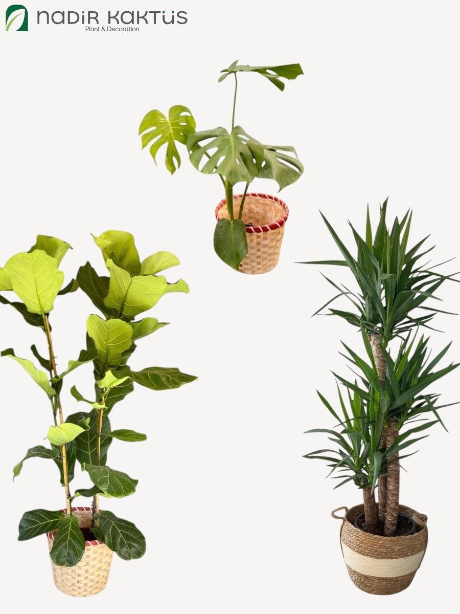 Doğal Köşe Üçlüsü (Monstera -3 Gövdeli Yucca 140 CM - 2 Gövdeli Lyrata 120 CM)