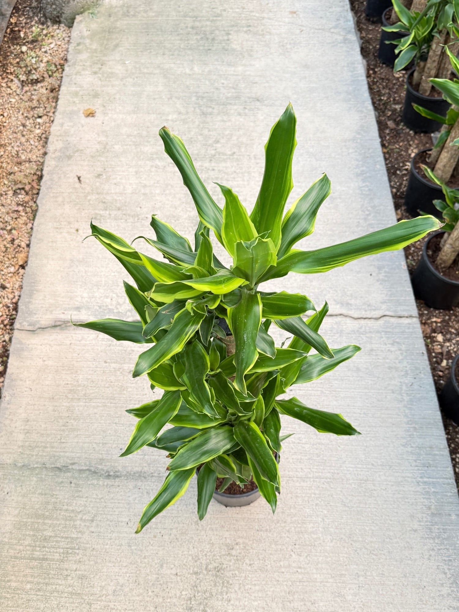 Dracaena Birce 4 Gövde (100-120 cm) – Minimalist ve Dolgun Tropikal Zarafet 🌿