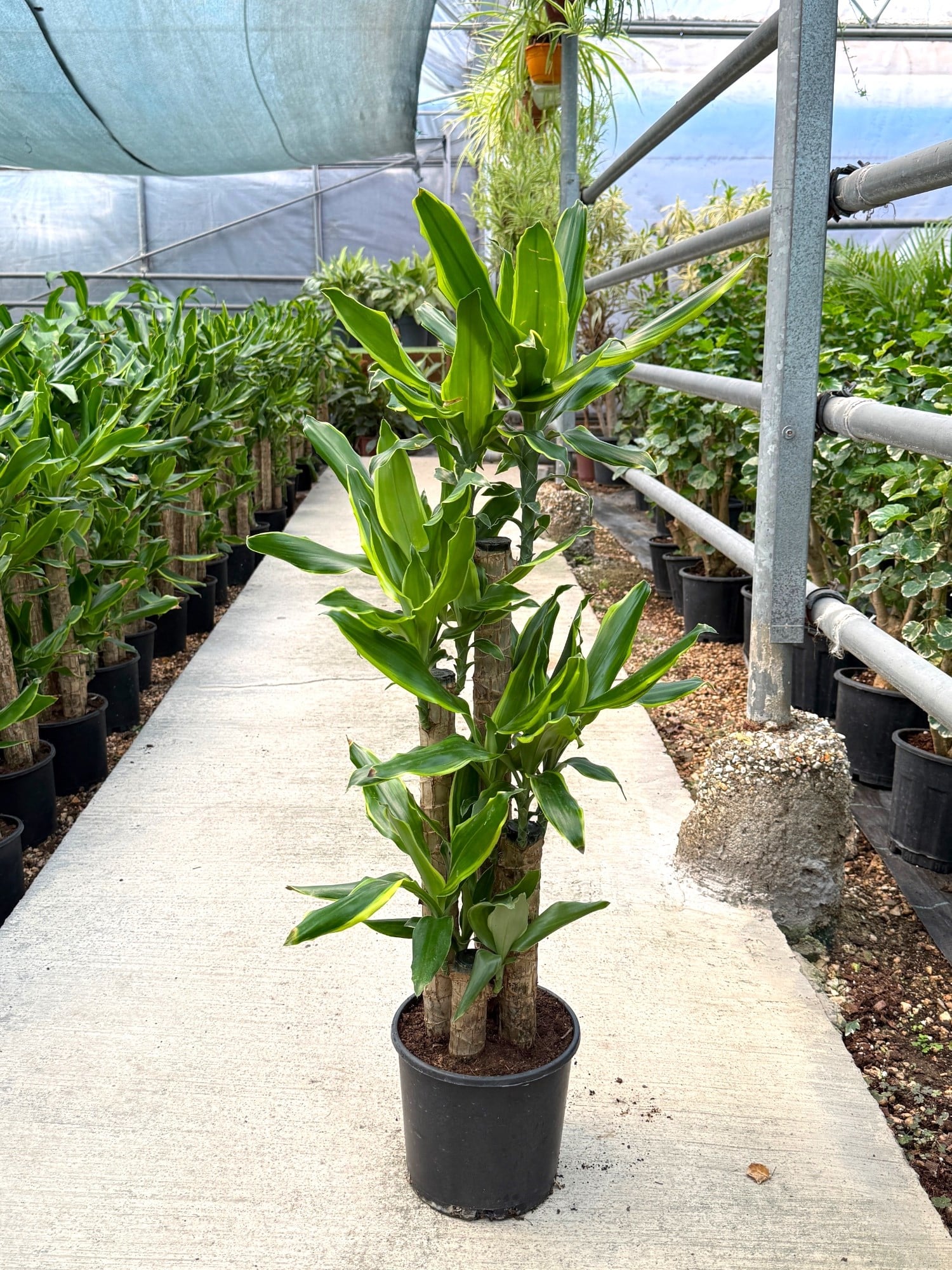 Dracaena Birce 4 Gövde (100-120 cm) – Minimalist ve Dolgun Tropikal Zarafet 🌿