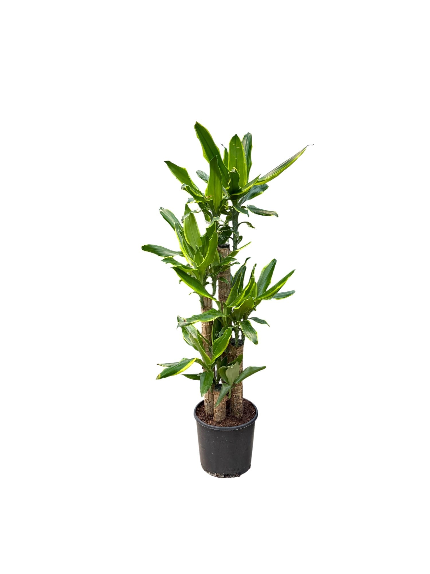 Dracaena Birce 4 Gövde (100-120 cm) – Minimalist ve Dolgun Tropikal Zarafet 🌿