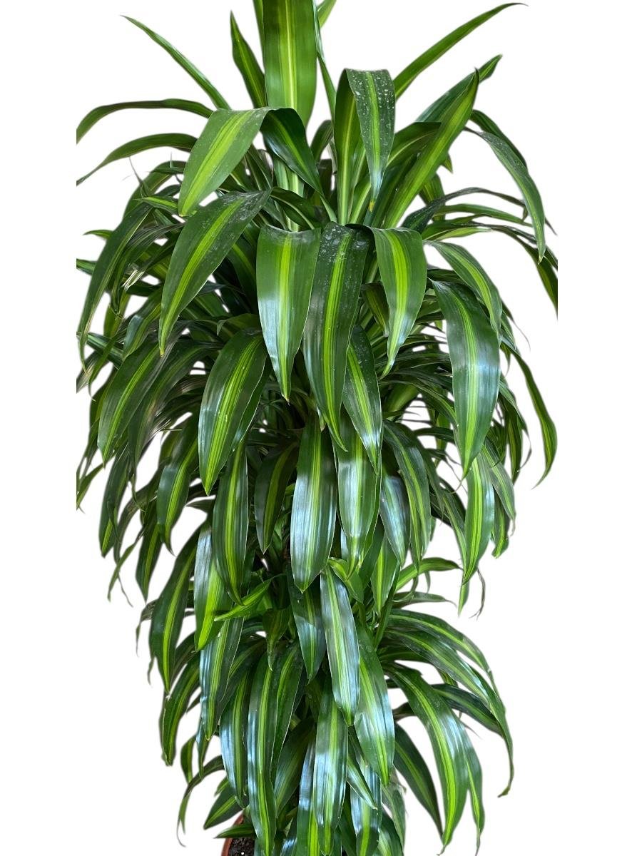 Dracaena Chinto XL 160 Cm 