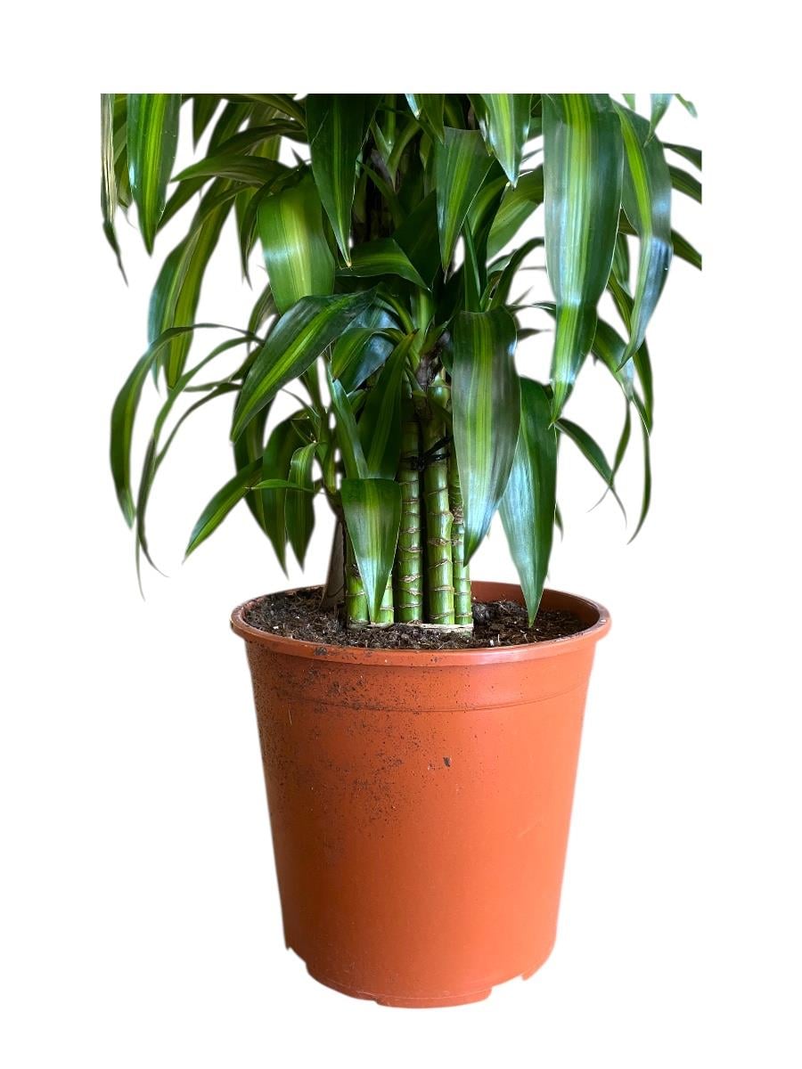 Dracaena Chinto XL 160 Cm 
