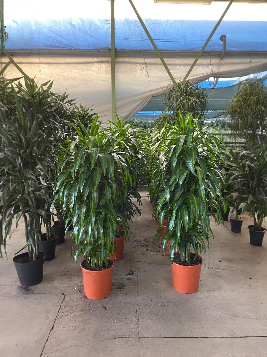 Dracaena Chinto XL 160 Cm 