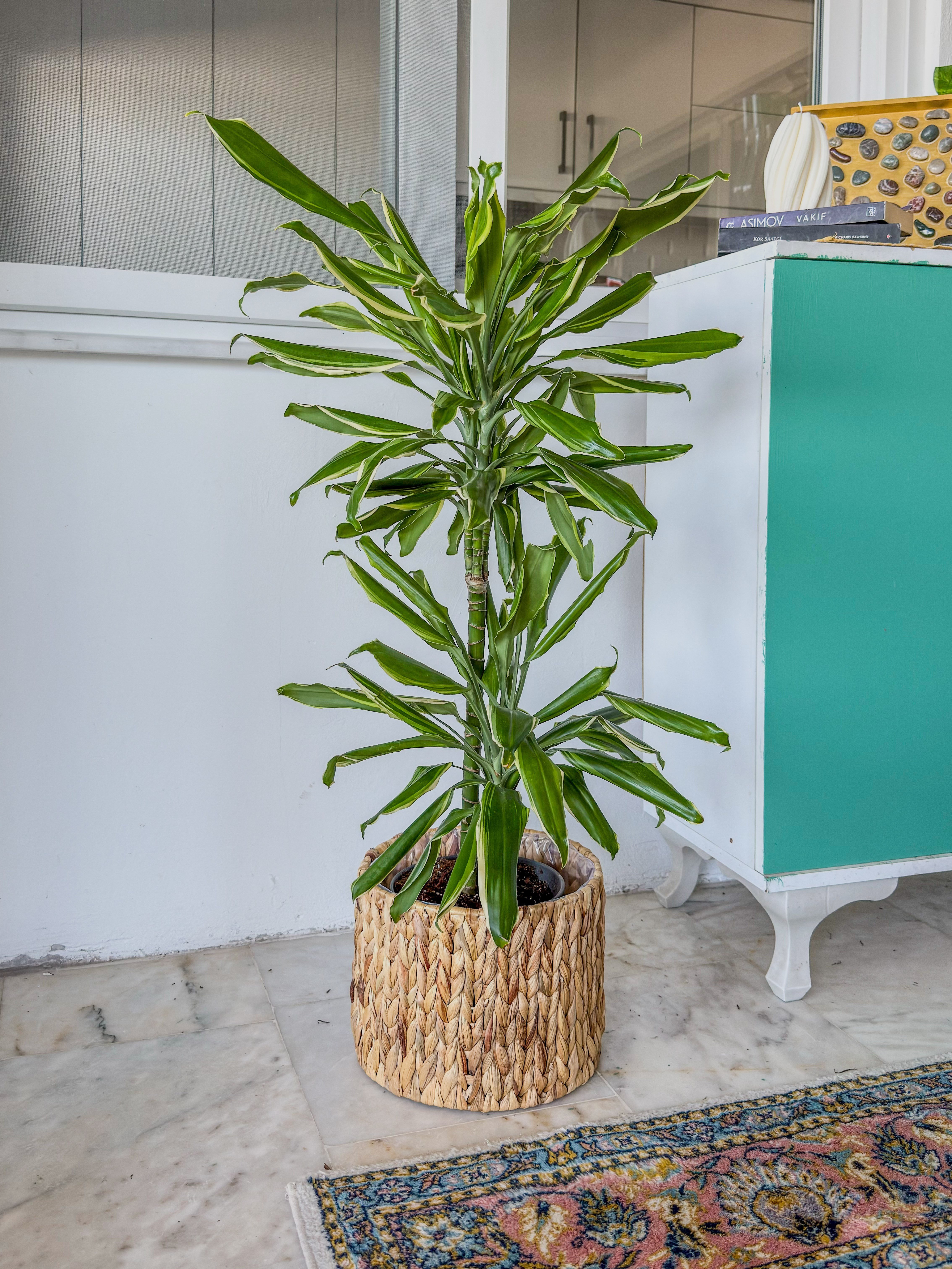 Dracaena Cintho - Large (Dracaena Fragrans)