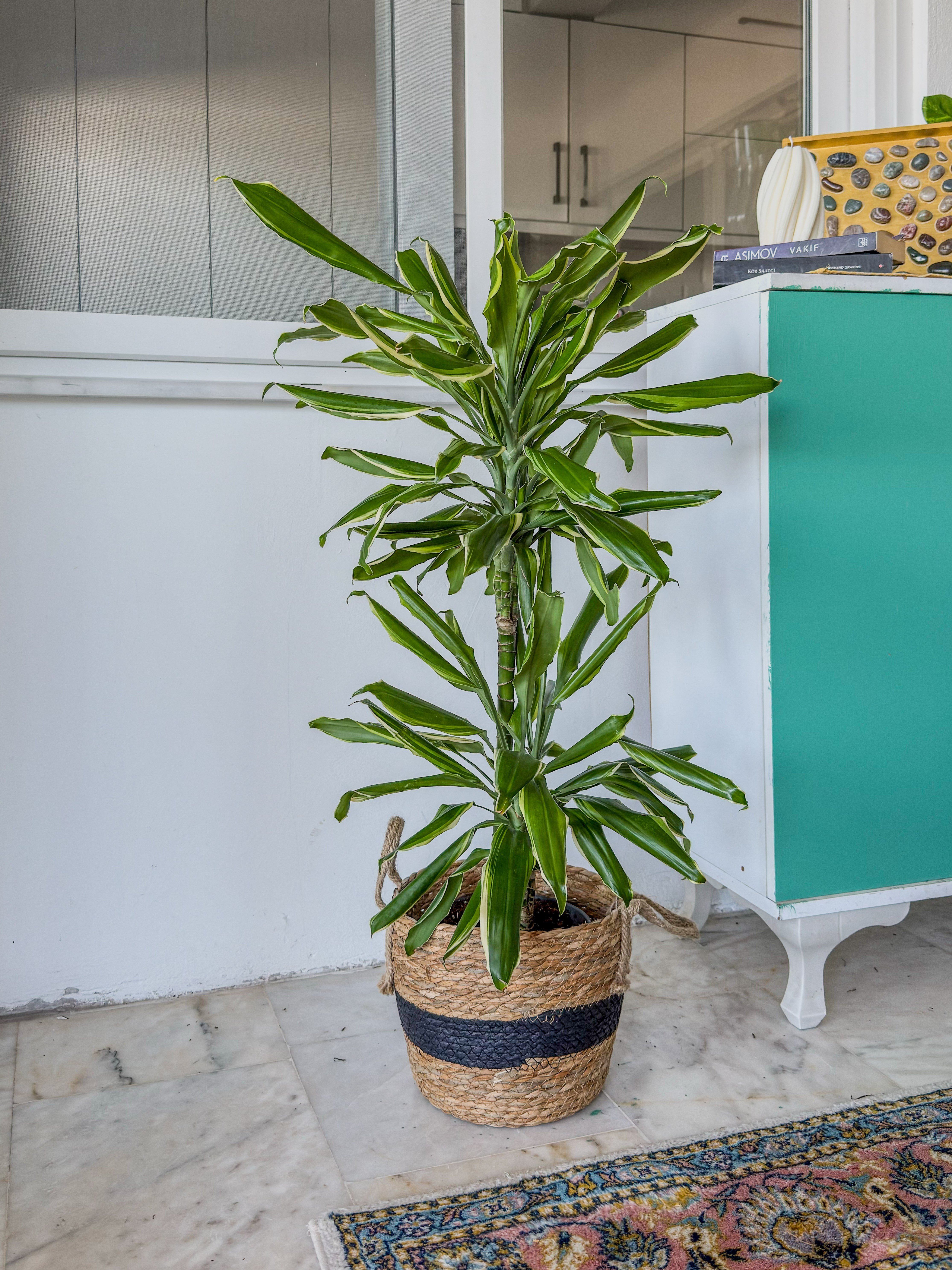 Dracaena Cintho - Large (Dracaena Fragrans)