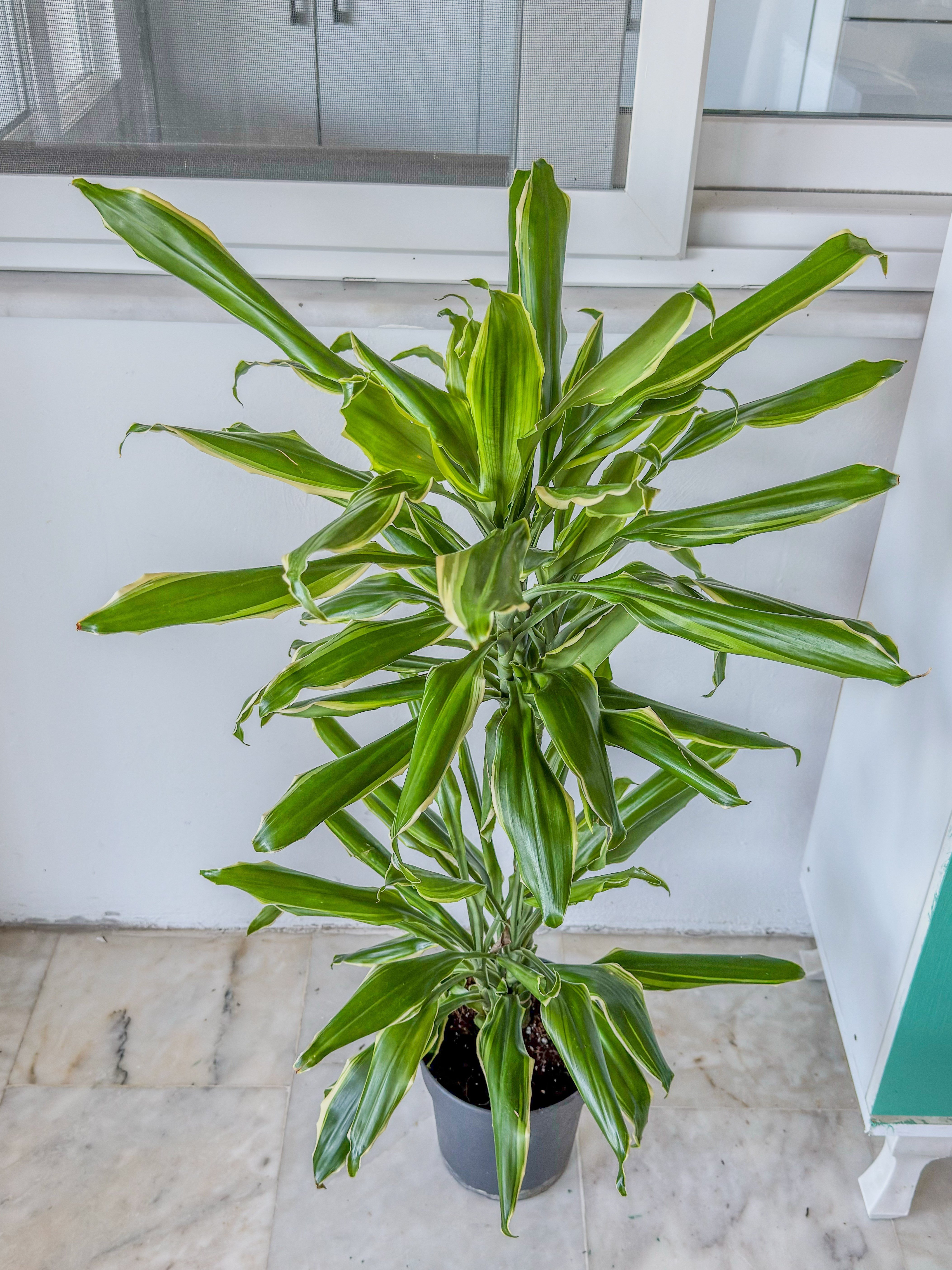 Dracaena Cintho - Large (Dracaena Fragrans)
