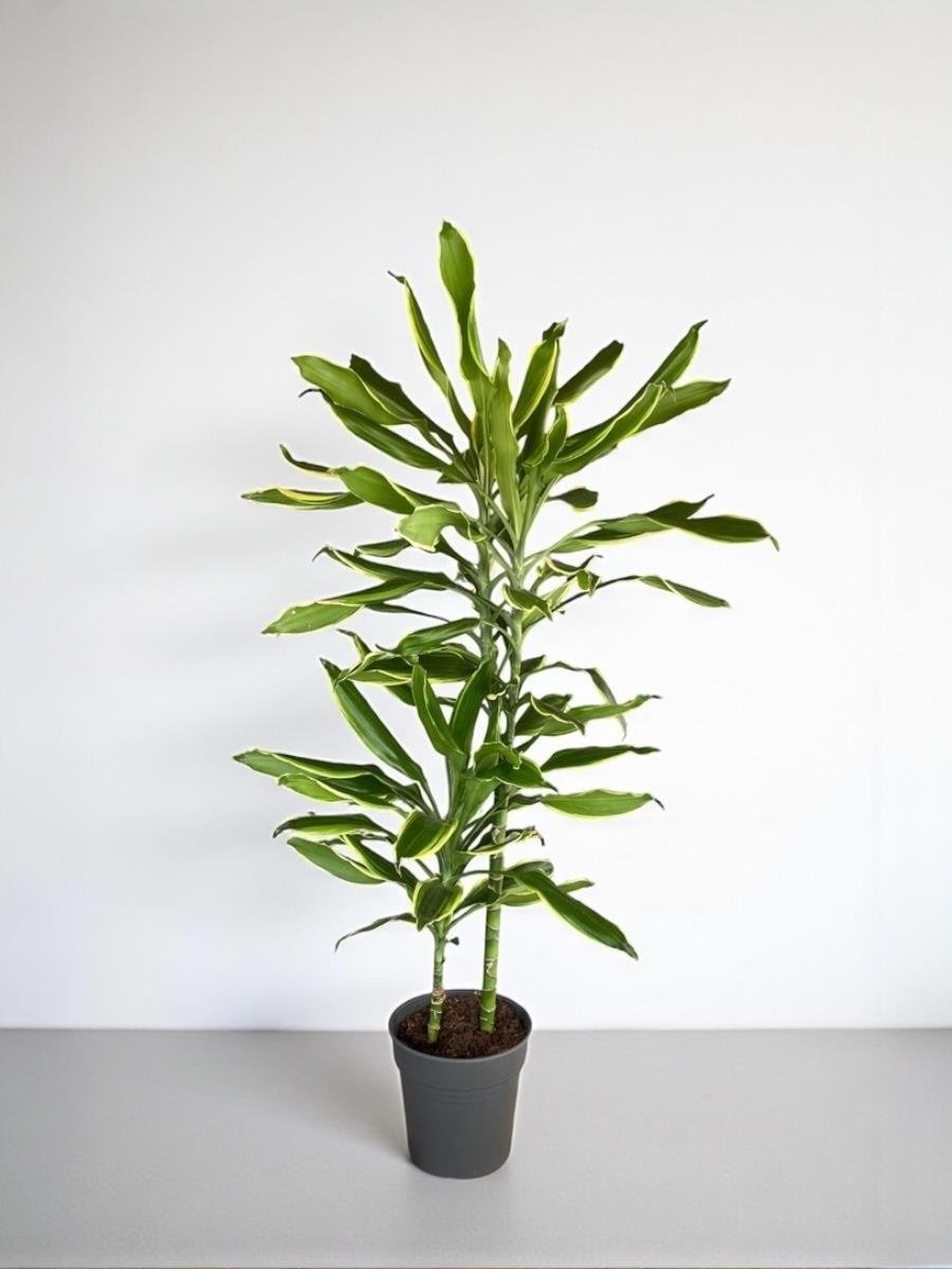 Dracaena Cintho - Large (Dracaena Fragrans)