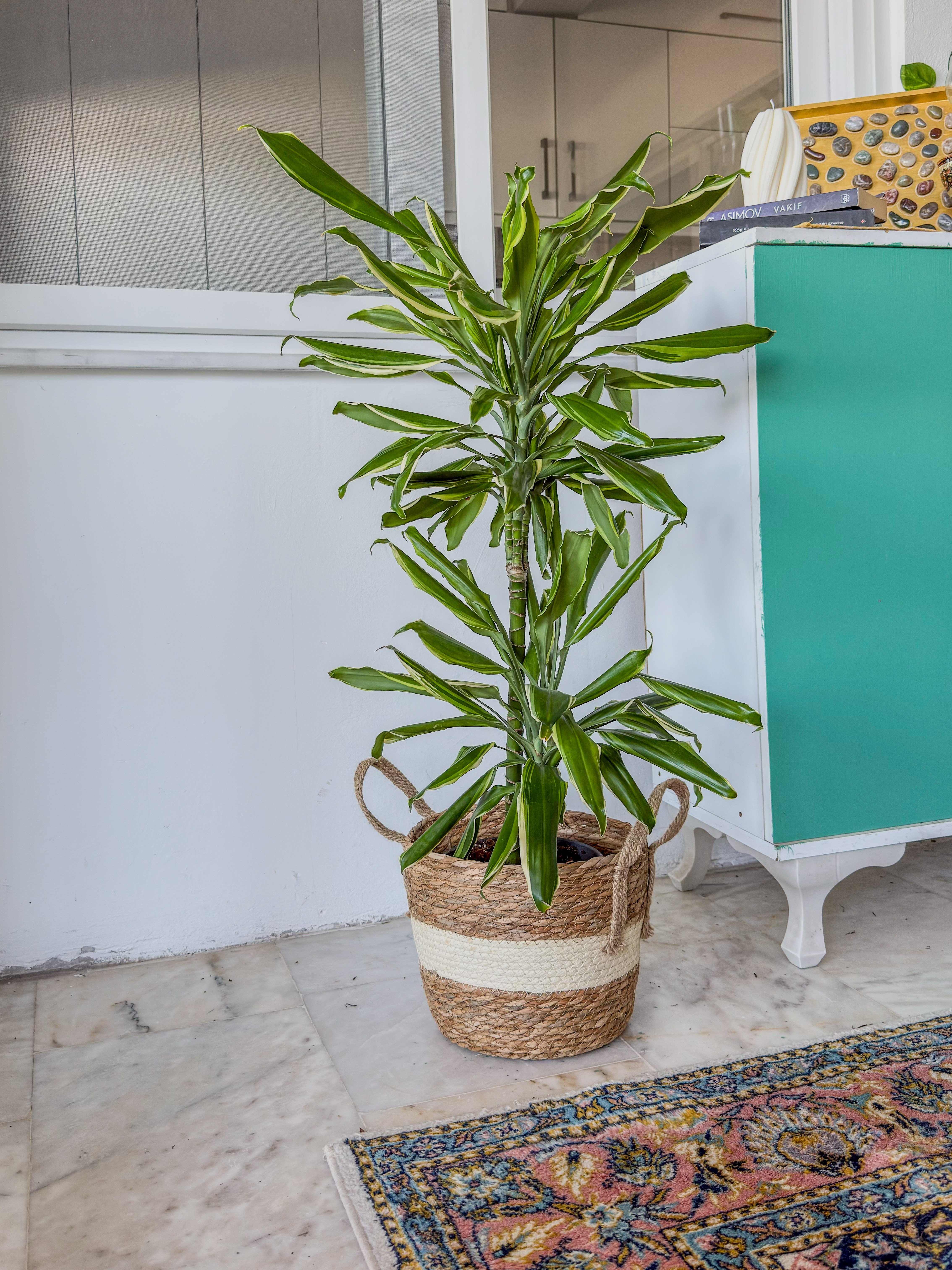 Dracaena Cintho - Large (Dracaena Fragrans)