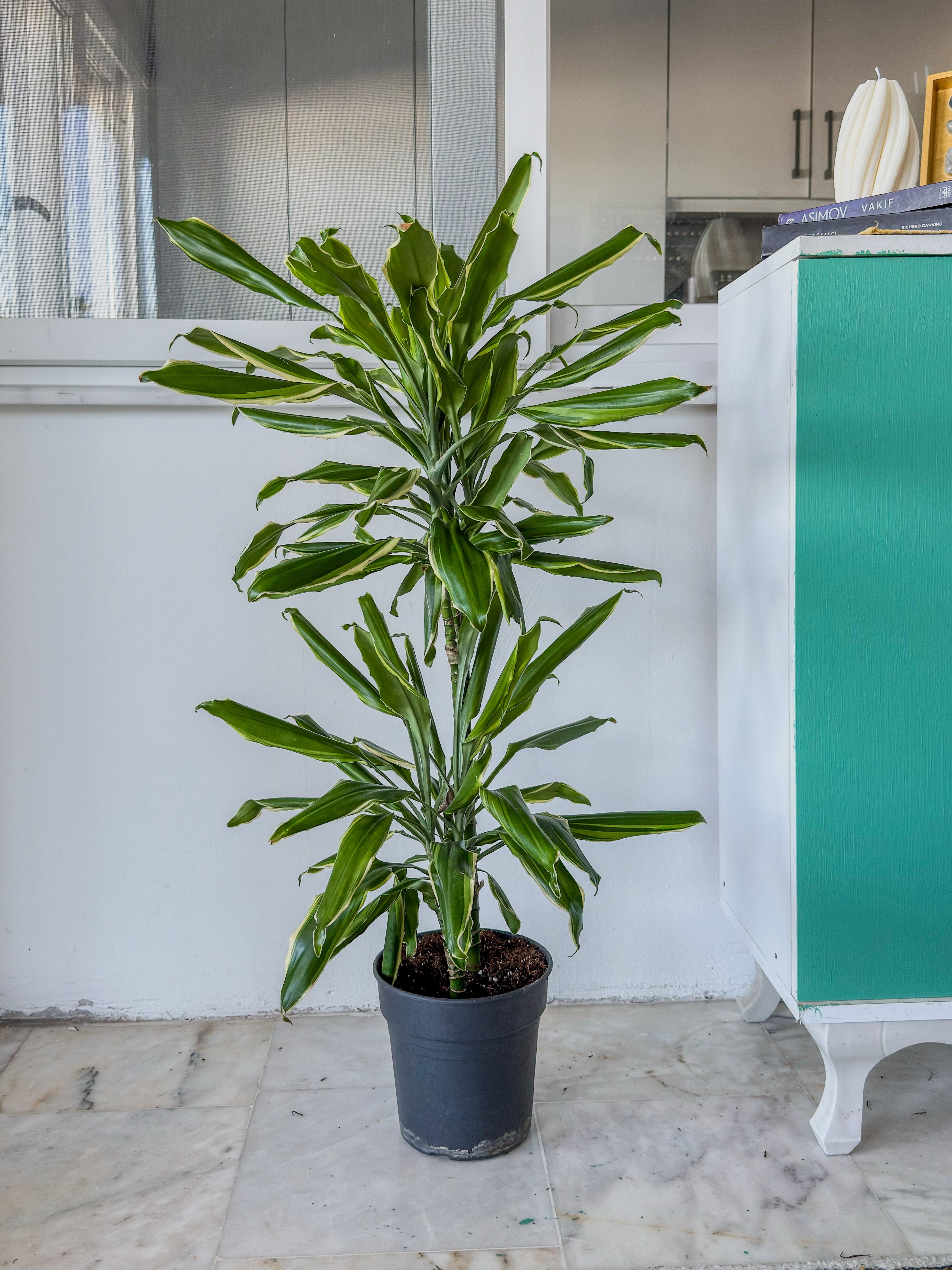 Dracaena Cintho - Large (Dracaena Fragrans)