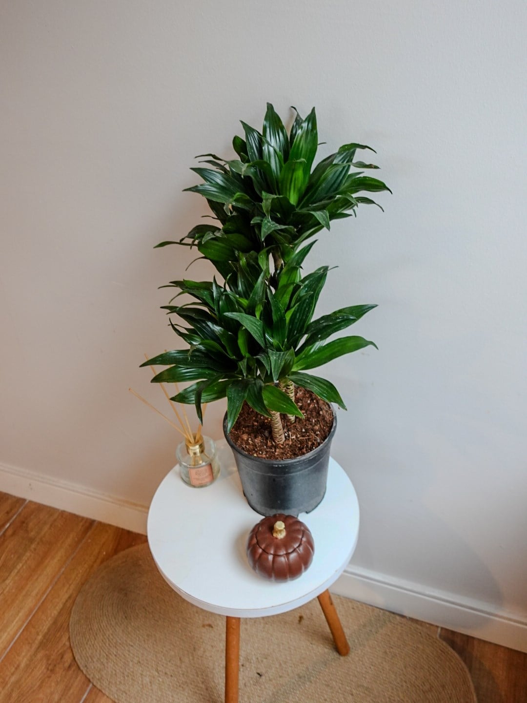 Dracaena Compacta Bitkisi 2 Gövdeli