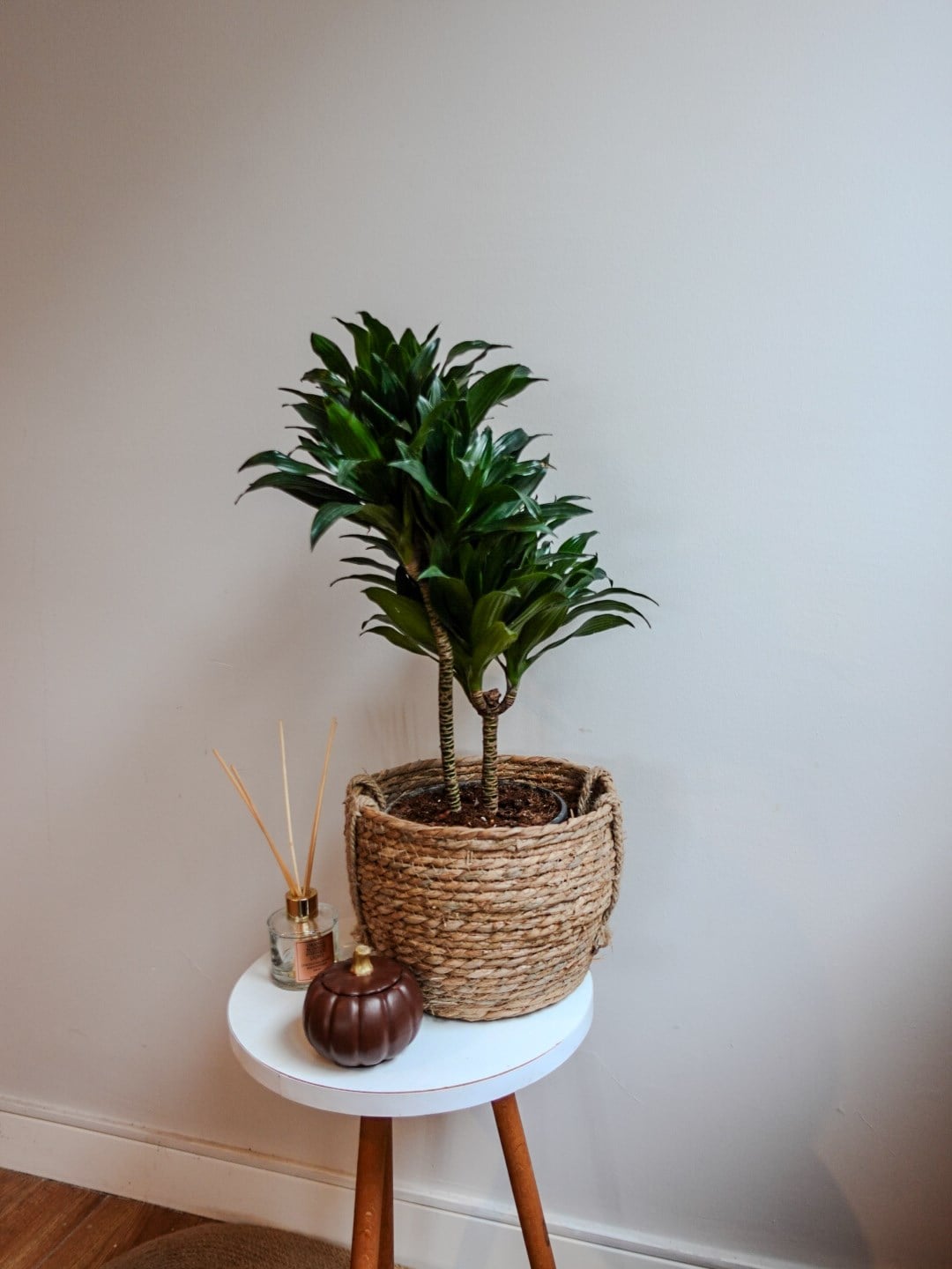 Dracaena Compacta Bitkisi 2 Gövdeli