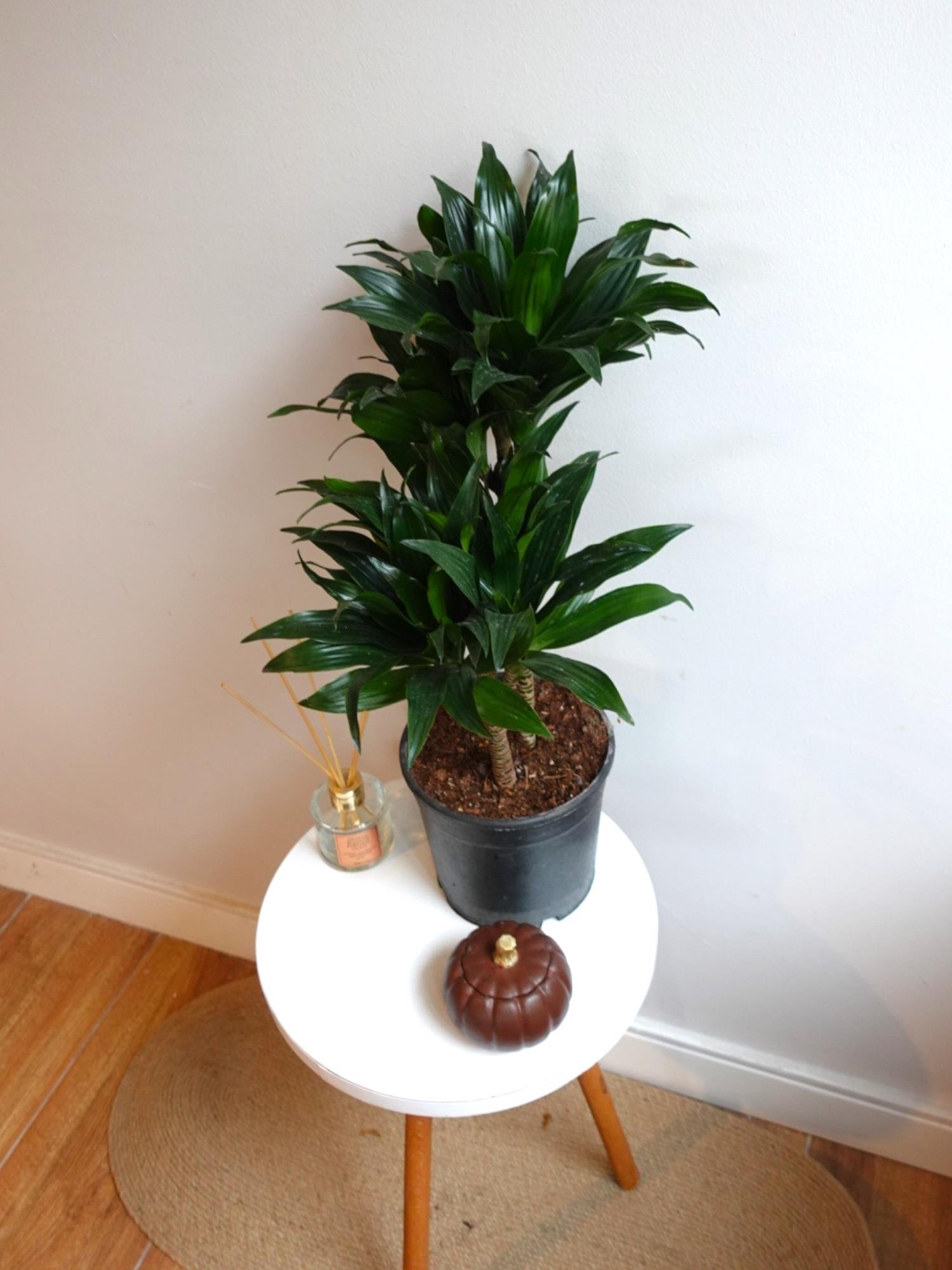 Dracaena Compacta Bitkisi 2 Gövdeli