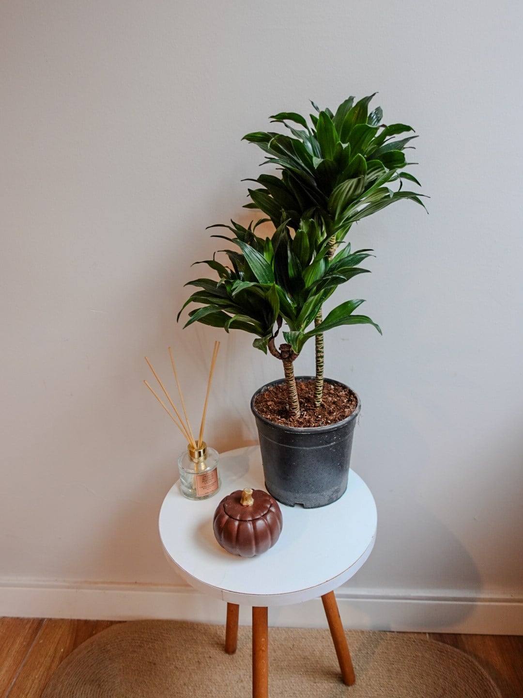 Dracaena Compacta Bitkisi 2 Gövdeli
