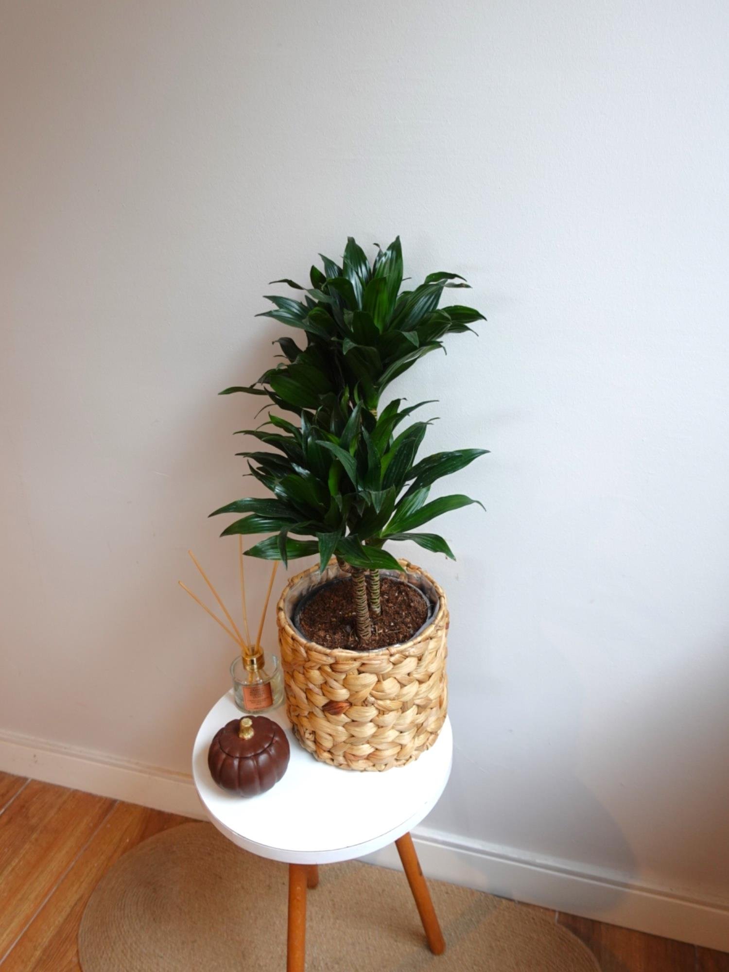 Dracaena Compacta Bitkisi 2 Gövdeli